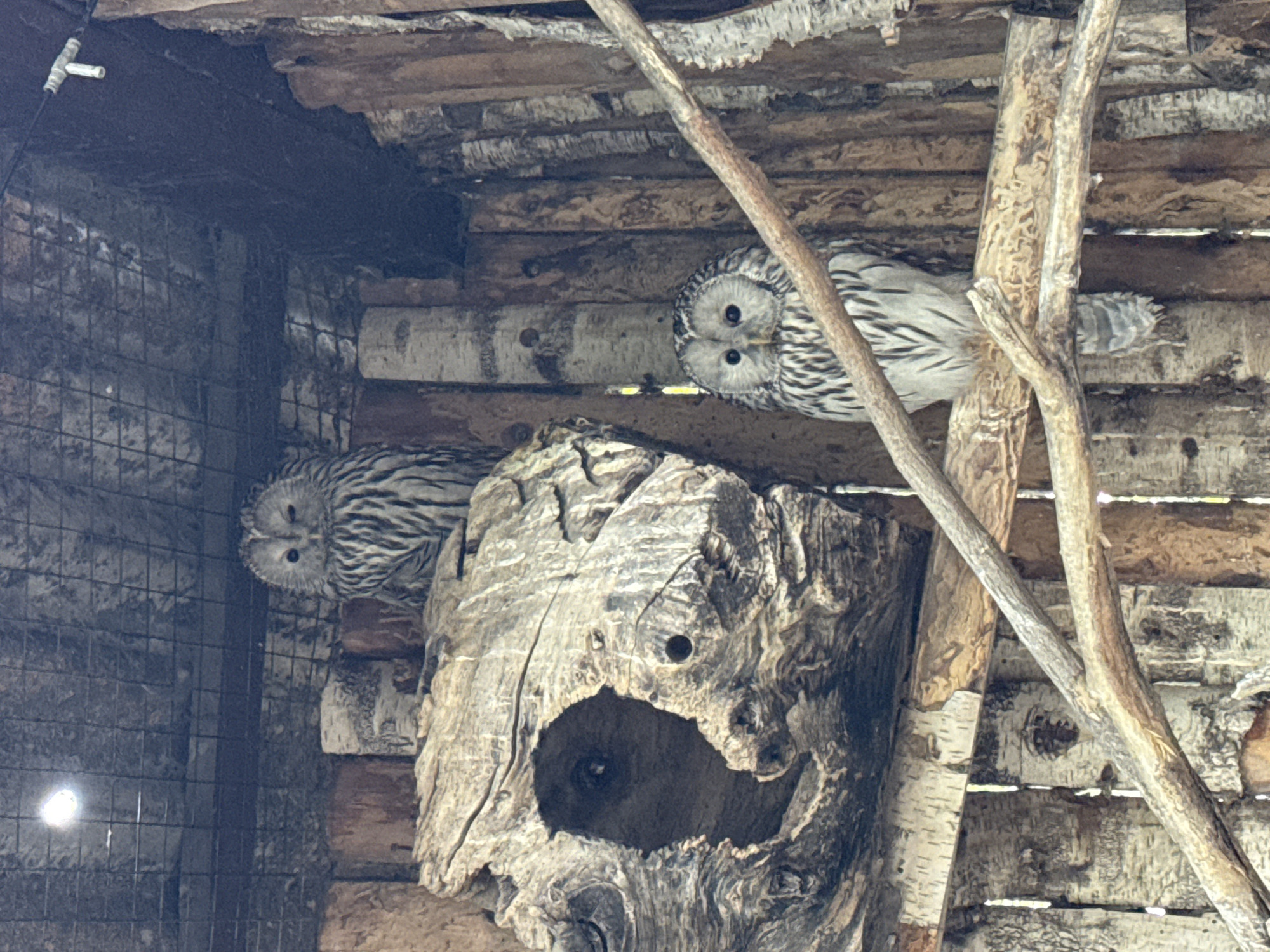 The image displays two Ural owls within what appears to be an indoor aviary or enclosure in Shakhty, Russia. The owls, characterized by their striking white and brown striped plumage, prominent facial discs, and dark eyes, are the central subjects. One owl is positioned on the right side, directly facing the camera with an alert gaze. The second owl is partially visible on the left, perched slightly lower and looking towards the left foreground.
The setting is rustic, constructed from natural wooden elements. A large, weathered tree stump with a dark, cavernous hole dominates the center, likely serving as a roosting or nesting site. Various wooden branches and logs form perches and parts of the enclosure's structure, including a wooden wall in the background that shows characteristics of birch wood. On the far left, a section of metal caging is visible, behind which a small, bright artificial light source illuminates the scene. The lighting suggests an interior or controlled environment, rather than an open outdoor space. No people, visible text, or specific weather conditions are discernible, and the owls appear calm and observant within their habitat.