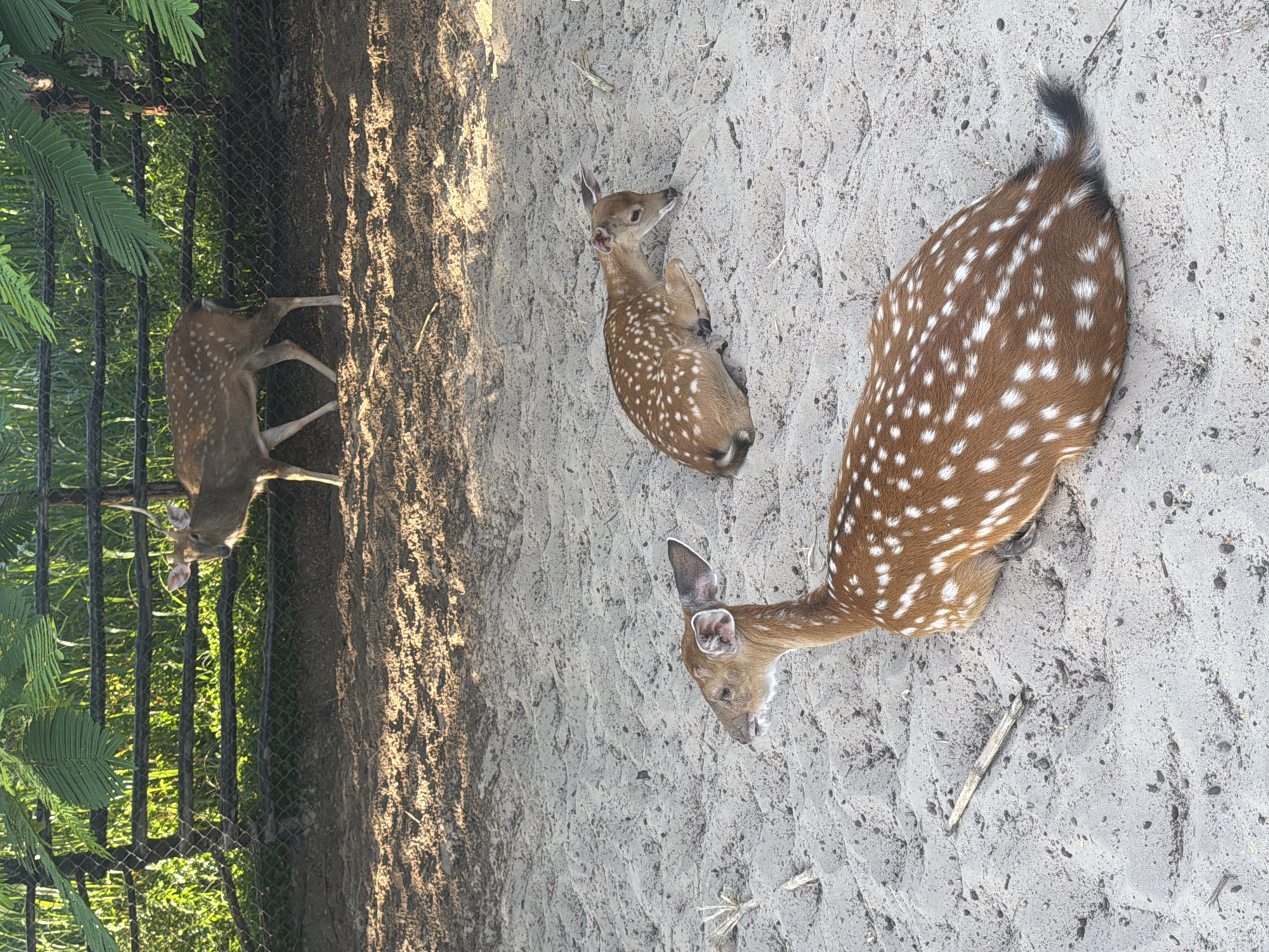 In Dong Ninh Hoa Ward, Vietnam, this image captures a fenced enclosure containing three spotted deer in a sandy habitat. In the foreground, a young deer with prominent white spots lies on its side, facing left. To its right, another young deer rests on the sand, head bowed. In the background, behind a wooden fence and mesh, an adult deer stands, its head turned to the right, exhibiting a watchful posture. The environment is characterized by sandy ground, sparse vegetation, and dappled sunlight.
