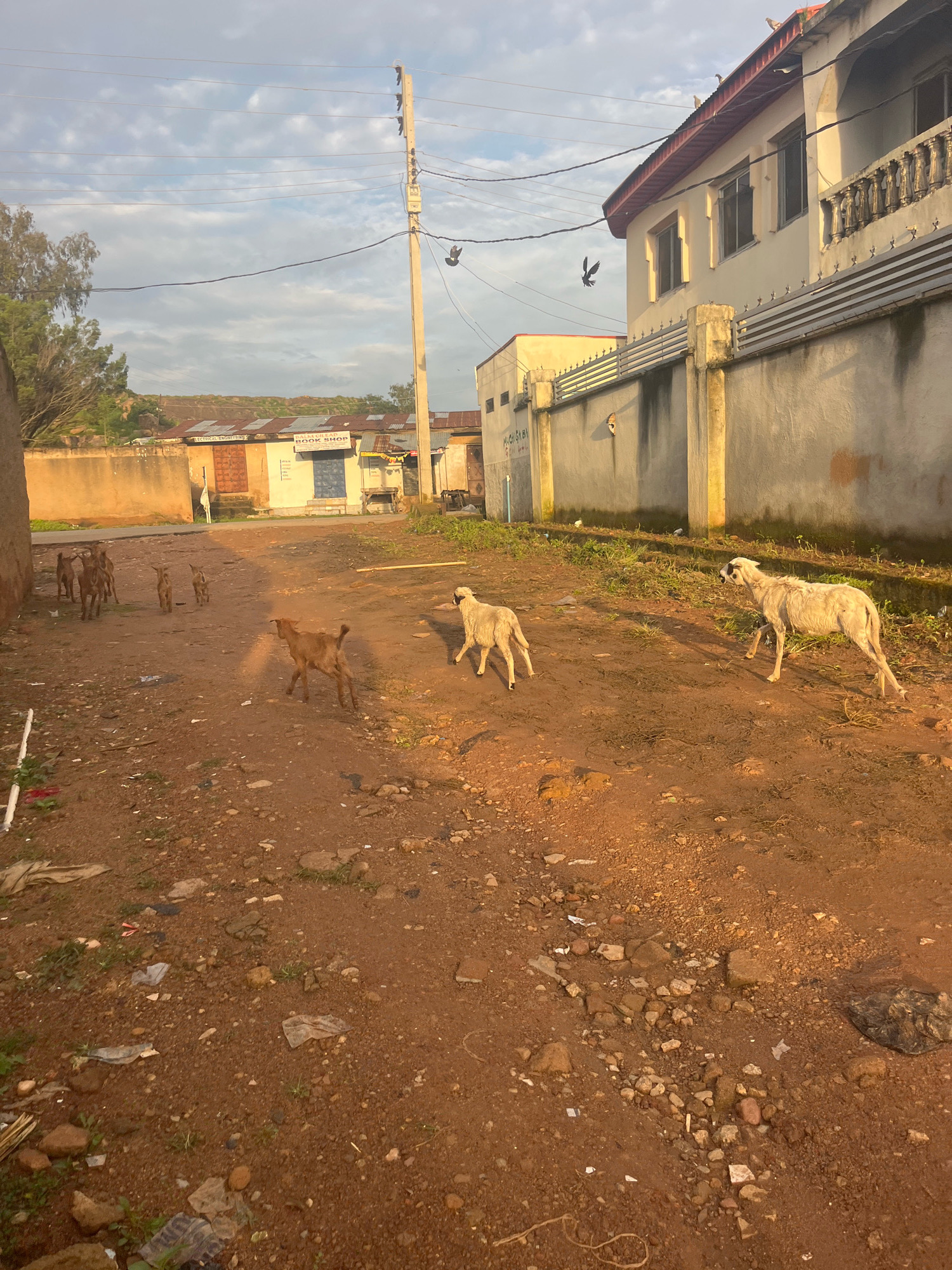 The image depicts a dusty, unpaved street in Jos, Nigeria, likely during the late afternoon or early morning given the warm, angled sunlight casting long shadows. A group of brown goats are scattered across the foreground, some grazing and others walking. To the right, two sheep, one mostly white and the other appearing lighter in color, are also present on the street. In the background, there are residential and commercial buildings. One building, painted a light yellow, has the signage "BOOK SHOP" visible. Another building has a white wall with a metal railing along its upper edge. A utility pole with electrical wires stretches across the scene. Several pigeons are visible in flight and perched on the rooftops of the buildings. The ground is a reddish-brown dirt, littered with small stones, debris, and some plastic waste. The overall impression is one of a rural or semi-urban environment in Nigeria, characterized by its natural light, common livestock, and infrastructure.