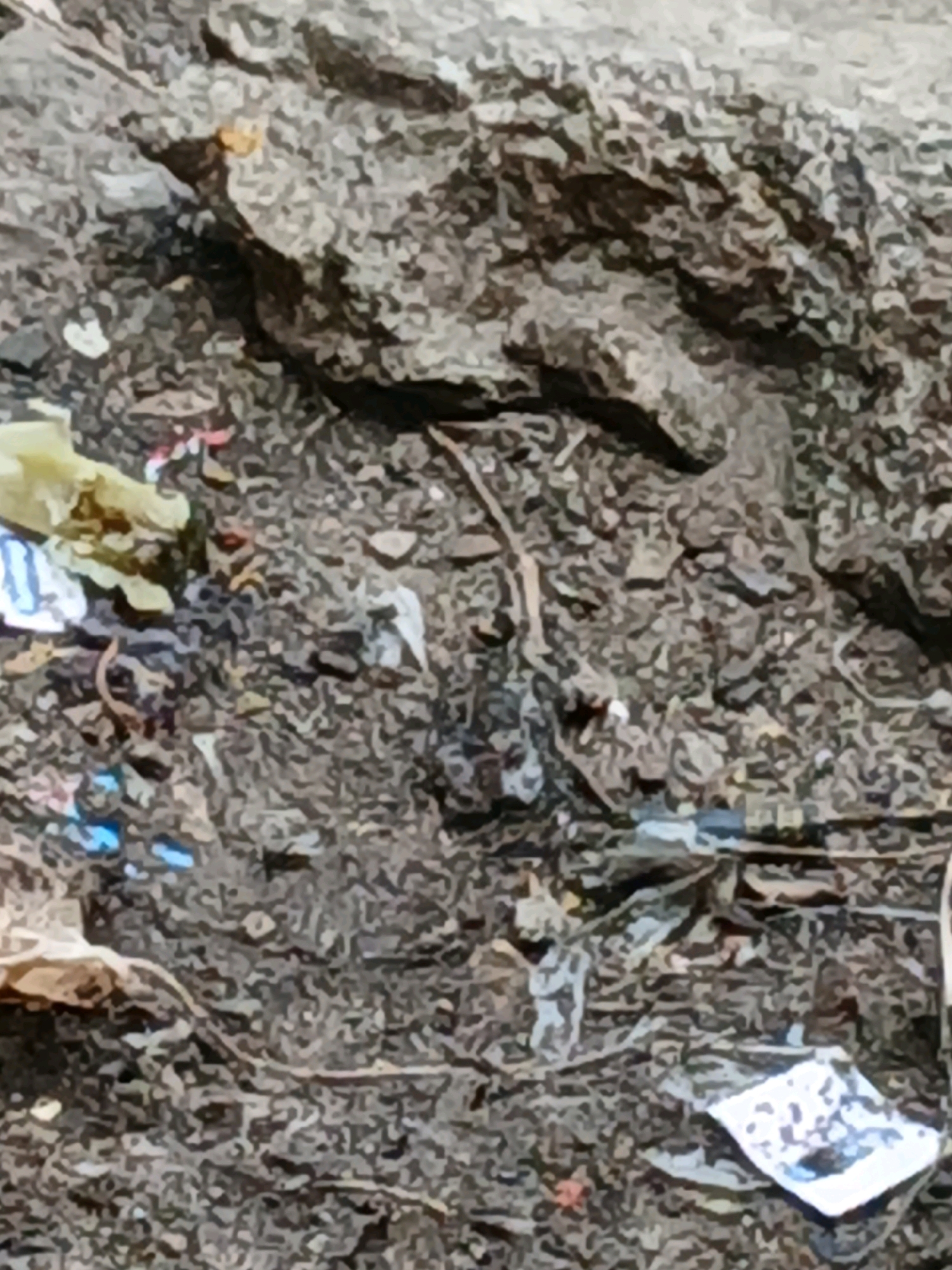 The image shows a close-up, ground-level view of a textured, dark brown surface littered with small pieces of debris. The debris includes fragments of white and blue material, some reddish-pink specks, and a yellowish-tan piece that appears to be paper or plastic. There are also thin, dried organic strands scattered across the surface. The overall impression is of a rough, uneven ground, possibly dirt or rock, with a scattering of refuse. This scene could be found in various urban environments in Pangkalpinang, Indonesia, such as along a roadside, in an alley, or in a vacant lot where waste has accumulated.
