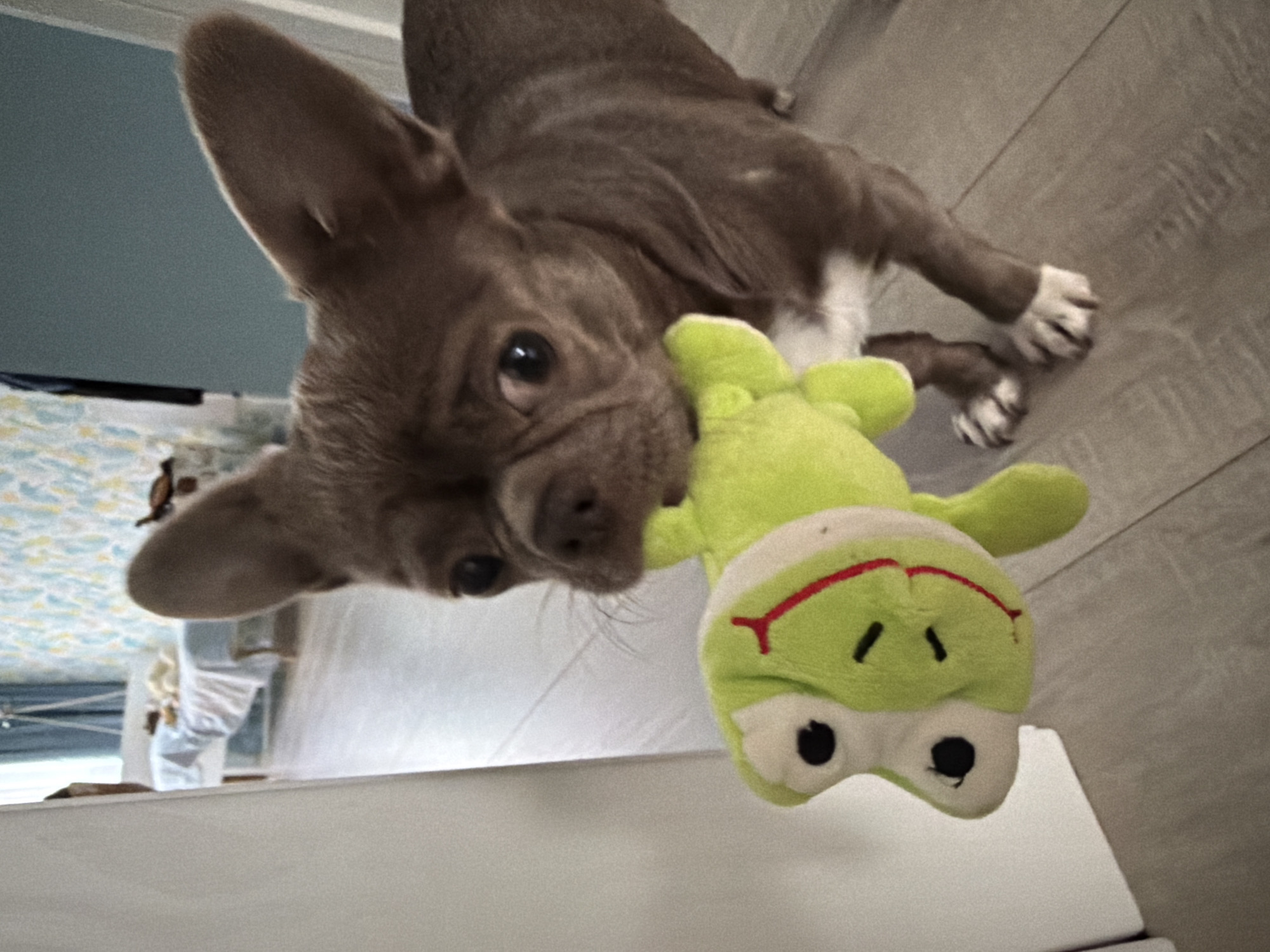 This close-up image, taken in Votkinsk, Russia, features a small brown dog in an indoor setting. The dog, which appears to be a short-nosed breed like a French Bulldog, has prominent, erect ears and a coat primarily of solid brown with some white markings on its chest and paws. It is lying down, presumably on a light-colored wooden or laminate floor, and is looking directly towards the viewer with dark, curious eyes.
The dog is holding a bright green plush toy, resembling a frog, near its face or gently in its mouth. The toy has embroidered black eyes and a red embroidered mouth.
The background elements suggest a domestic environment. A light blue wall or piece of furniture is visible behind the dog's head, along with glimpses of patterned fabric, possibly bedding. Further back, a white interior structure is present. The overall lighting suggests it is daytime. There is no visible text in the image.