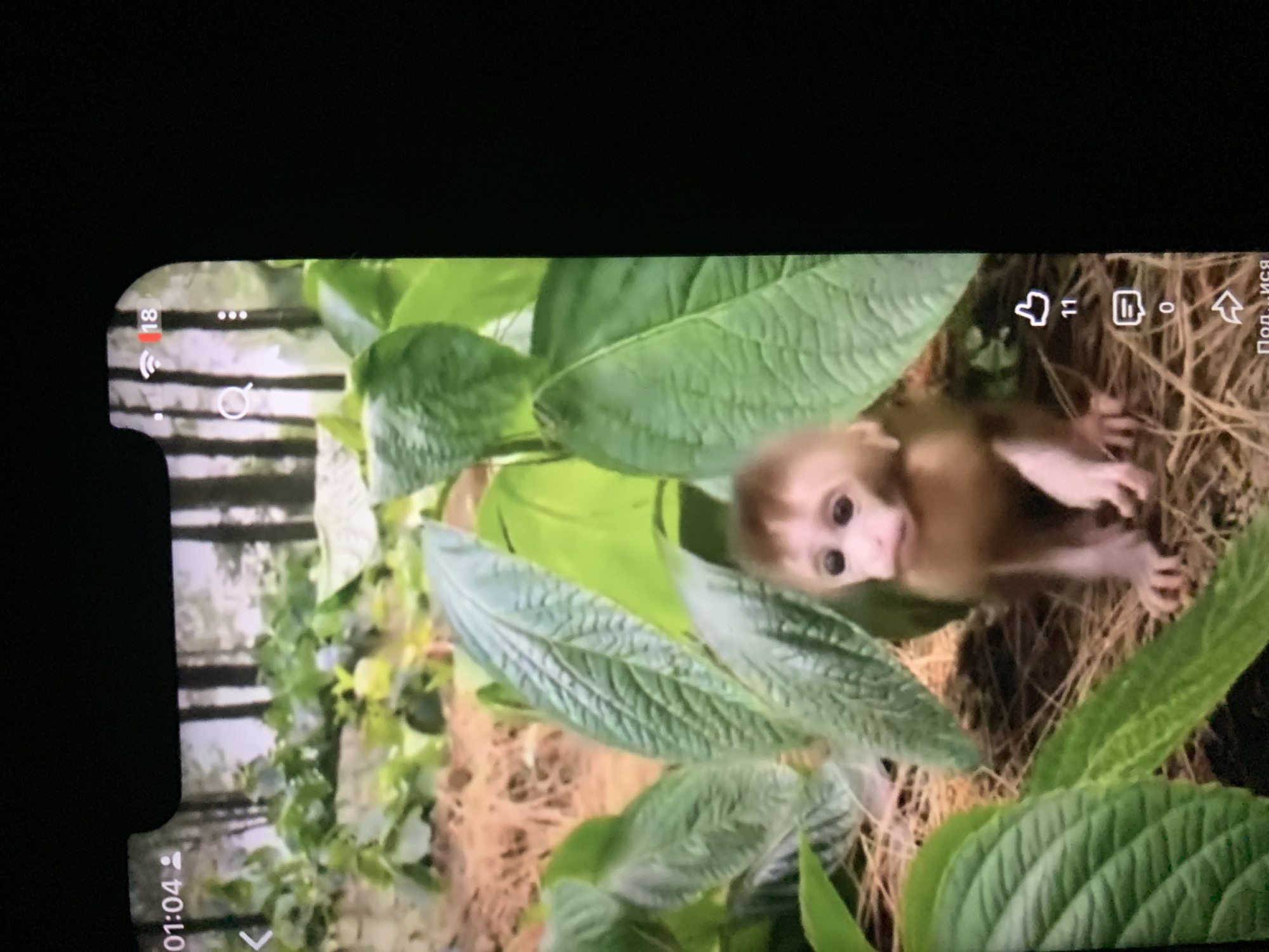 A young monkey with light brown fur and large, dark eyes sits amongst lush green foliage. The monkey is positioned in the lower center of the frame and is looking directly at the viewer. Its hands are resting on the ground, and its body is slightly hunched. The background consists of tall, thin trees and dry, straw-like ground cover. The image appears to be a screenshot from a video, as indicated by the timestamp "01:04" and icons for likes, comments, and shares visible on the right side of the screen. There is no visible indication of the city of Zhmerynka, Ukraine, or any other specific location.