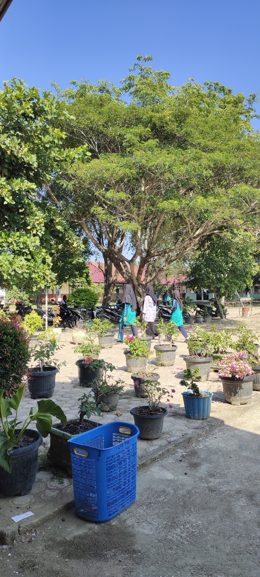 The image depicts an outdoor scene on a sunny day in Langnibong, Indonesia. In the foreground, a blue plastic basket with yellow handles sits on a paved surface. Several potted plants are arranged around the basket, some with green foliage and others with small pink flowers. In the middle ground, three individuals, appearing to be young women, are walking away from the camera. They are all wearing hijabs, with two in blue and one in white. Behind them, a large, mature tree with dense green foliage dominates the background. The tree's branches spread widely, creating a canopy. Beyond the tree, a building with a reddish roof is visible, and further back, motorcycles are parked. The overall environment suggests a public space, possibly a school or community area, with a mix of natural and built elements. The sky is clear and blue, indicating good weather.