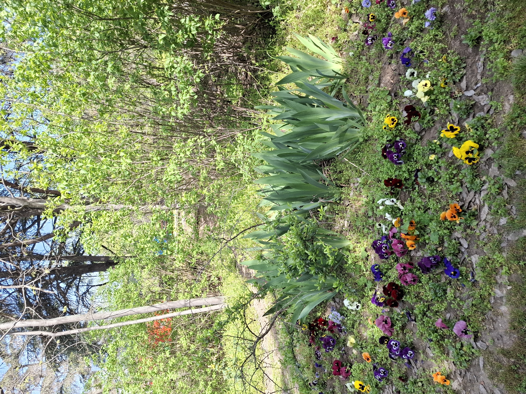 A vibrant outdoor scene captures a lush garden or natural area, presented with a vertical orientation (originally rotated 90 degrees). When viewed upright, the foreground on the right features numerous colorful pansies, or violas, in various shades including bright yellow, deep purple, maroon, orange, and white, interspersed with small green ground cover plants and exposed earth.
Moving left into the midground, a prominent bed of large, strap-like green leaves, possibly irises or daylilies, creates a dense green mass. Behind these, a thick line of bushes or shrubs with abundant fresh, light green foliage stretches across the scene.
In the background, further to the left, a more wooded area or dense thicket is visible. This section includes darker tree trunks and bare branches, with patches of bright green leaves against a backdrop of clear blue sky, particularly in the upper left. The overall lighting is bright and natural, indicating daytime, likely spring or early summer given the fresh, new growth and blooming flowers. There are no people, animals, or discernible text in the image.
