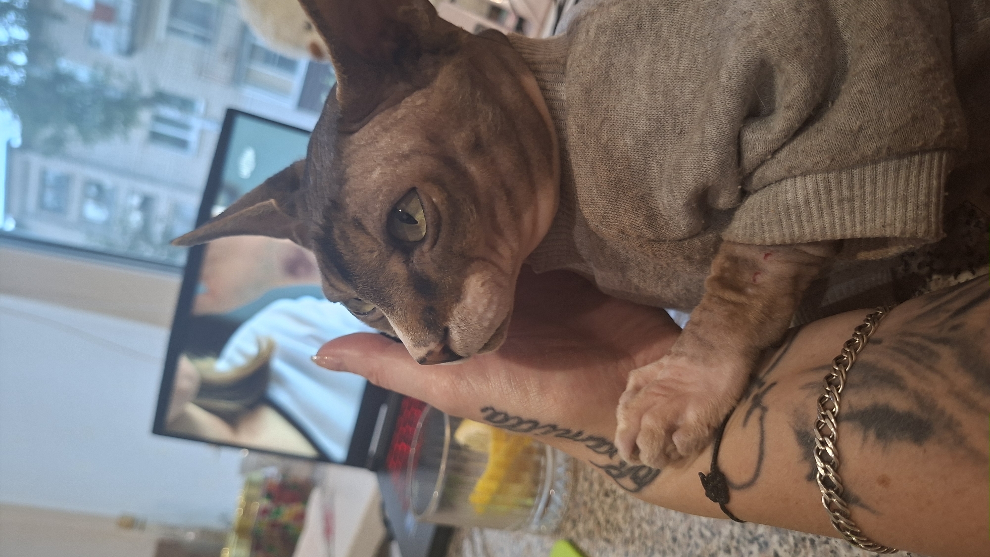 An indoor close-up shot shows a Sphynx cat wearing a grey turtleneck sweater, held by a person whose arm and hand are visible in the foreground. The cat is looking to the left with its head tilted. The person's arm has tattoos, including script on the forearm and a larger design on the upper arm. A silver bracelet is worn on the wrist. In the background, a laptop displays an image of a person. To the left of the laptop, a glass bowl contains sliced yellow fruit, possibly lemons. The environment appears to be a domestic setting, with a window in the background showing a building and sky, suggesting an urban or suburban location, possibly within the city of Myadzyel, Belarus.