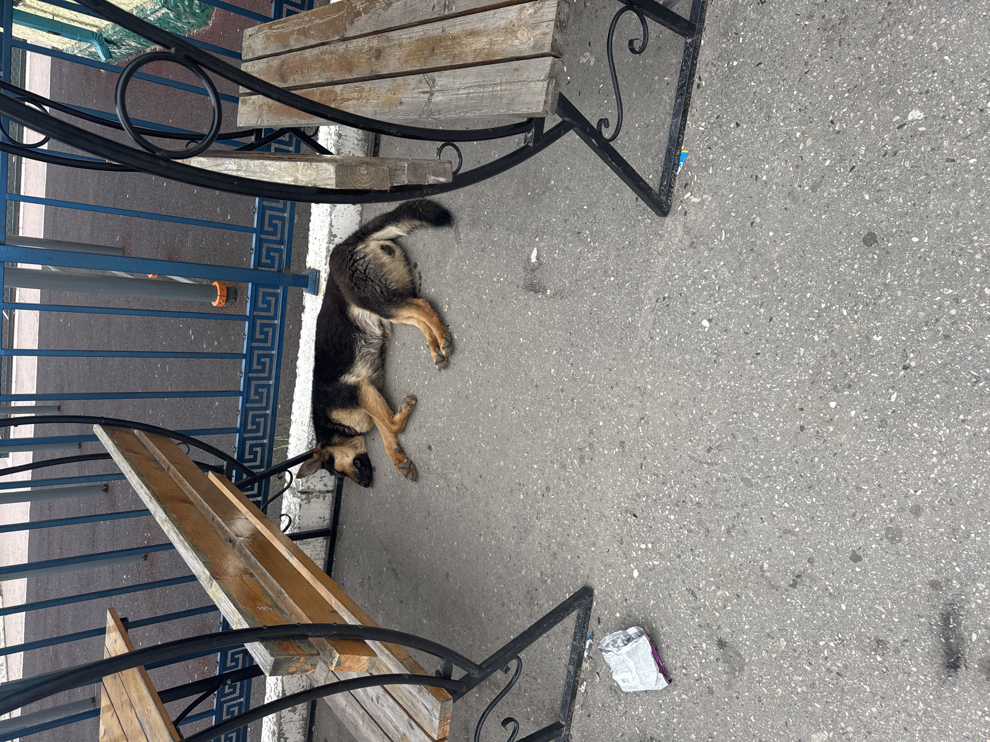 A German Shepherd is sleeping on the asphalt next to a wooden bench and a metal frame. The dog is on its side, with its legs extended. The bench is under a larger structure that is not fully visible. Behind the bench is a blue metal fence. There is a piece of crumpled paper on the asphalt to the left of the dog. The ground is made of asphalt with scattered small stones.