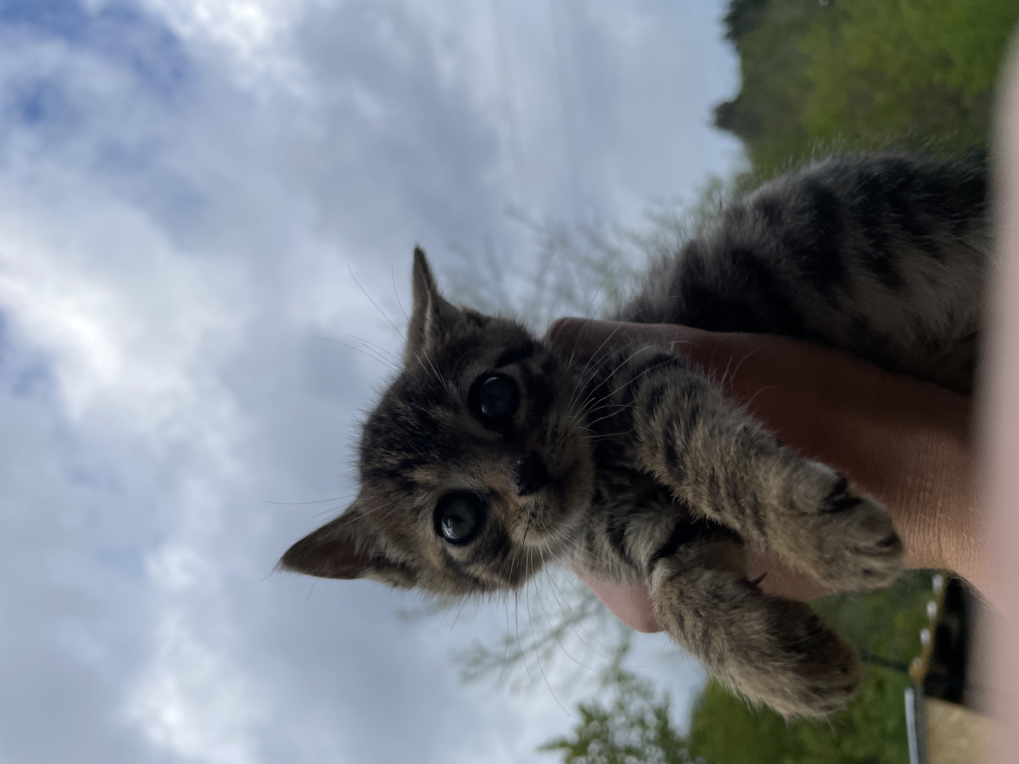 A tabby kitten is being held in a person's hand. The sky is in the background with cloudy weather. Trees are visible in the background. The location appears to be in a rural area, possibly near Zlatograd, Bulgaria.