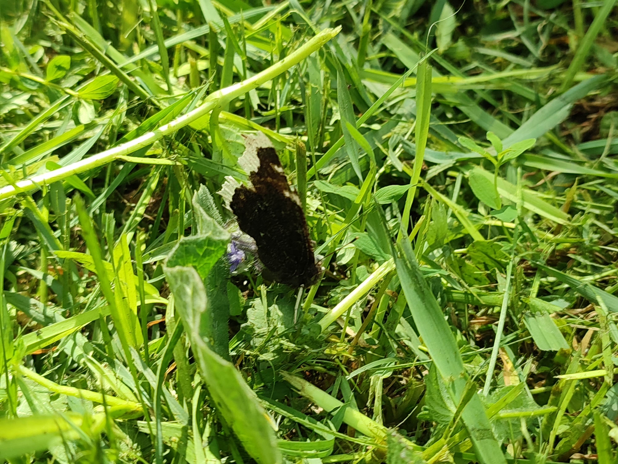 The image depicts a close-up view of grass and foliage, seemingly located outdoors. A butterfly, primarily dark brown with areas of white markings on its wing, rests among the greenery. The scene appears to be bathed in natural sunlight, casting light and shadows across the various blades of grass and leaves. The specific location of the image, Vil'va, Russia, does not have a visible impact on the content of the photograph. No people are visible.