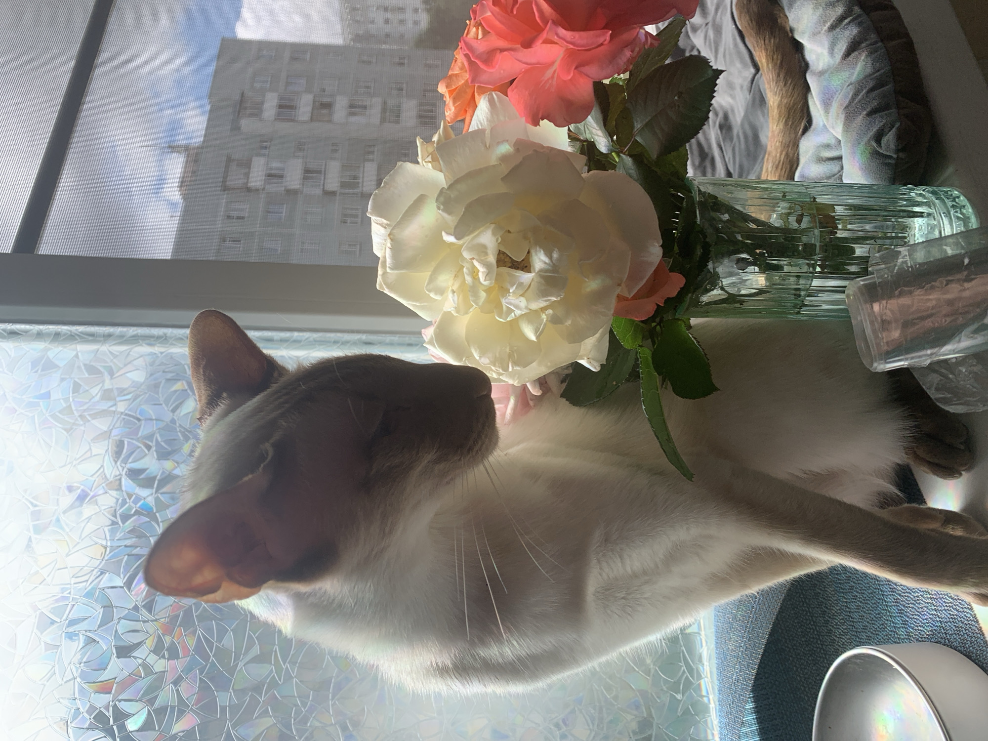 A white and tan Siamese cat is perched on a windowsill, looking down at a vase of roses. The cat's ears are large and pointed, and its eyes are closed. The roses are a mix of white and pink, and they are in a clear glass vase. The windowsill is decorated with a frosted film that creates a rainbow effect. In the background, a multistory apartment building can be seen through a window screen. The building is light gray with many windows. The sky is blue with some clouds. The scene appears to be from an apartment in Kazan, Russia.