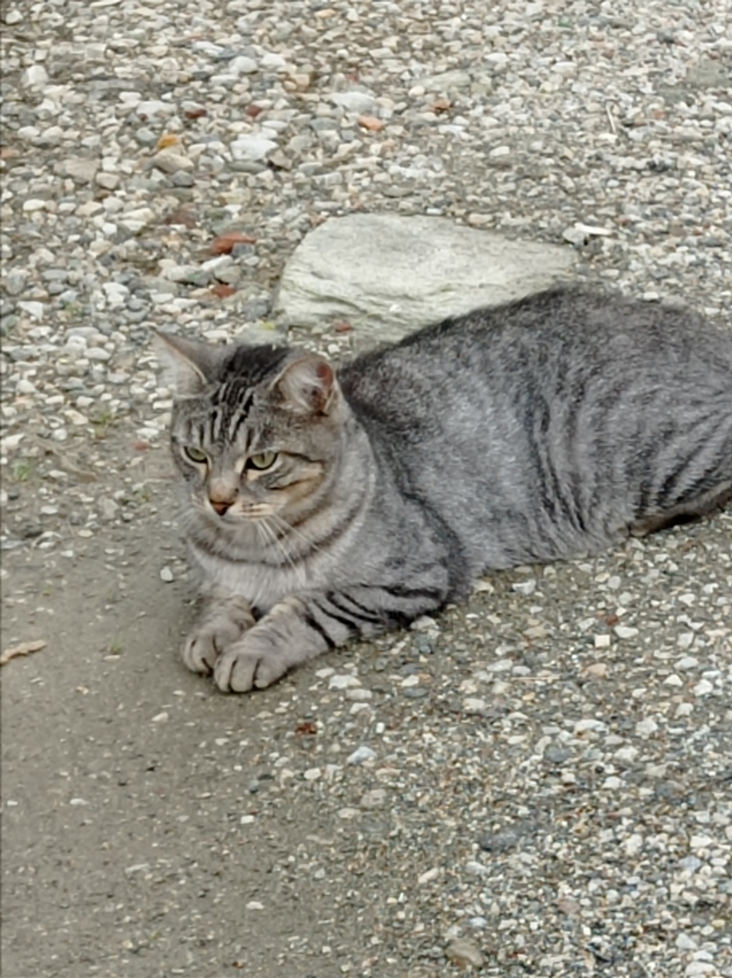 A tabby cat with grey and black stripes is lying down on a surface of gravel and dirt. The cat is looking to its left with green eyes. The background consists of more gravel and a light-colored rock. The image appears to be taken outdoors. The provided context mentions the city of Degtyarsk, Russia, but there is no visual information within the image to confirm this location.