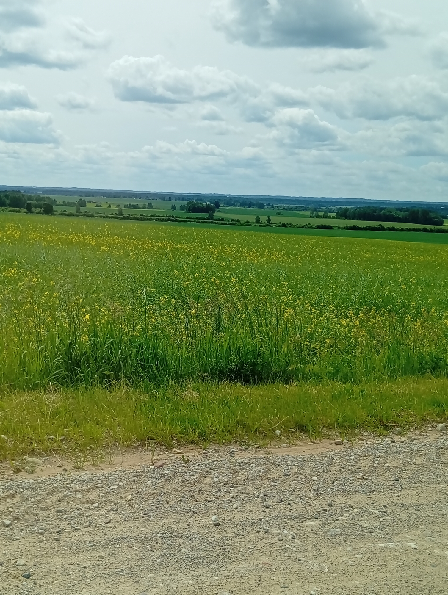 This media file shows a rural landscape in Krikliai, Lithuania, under a cloudy sky. The foreground features a gravelly path bordering a vibrant green grassy area. Beyond this, a vast field of yellow flowers, likely rapeseed, stretches towards a rolling landscape dotted with trees and further fields. In the distance, a line of trees marks the horizon, and beyond that, a hazy sky suggests a vast, open expanse. The overall impression is one of a peaceful summer day in the countryside. The time of day appears to be daytime, with diffused light from the overcast sky. There is no visible text in the image.