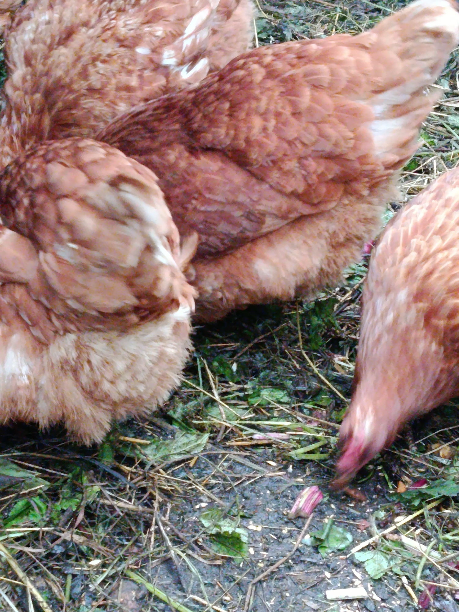 The image shows a close-up view of several brown chickens on the ground, which appears to be covered with grass, dry leaves, and twigs. One chicken's head is lowered, pecking at something on the ground. The lighting suggests it might be daytime, possibly overcast. The scene depicts a natural outdoor environment. There are no identifiable landmarks or elements that would indicate a specific location within the city of Vereya, Russia.