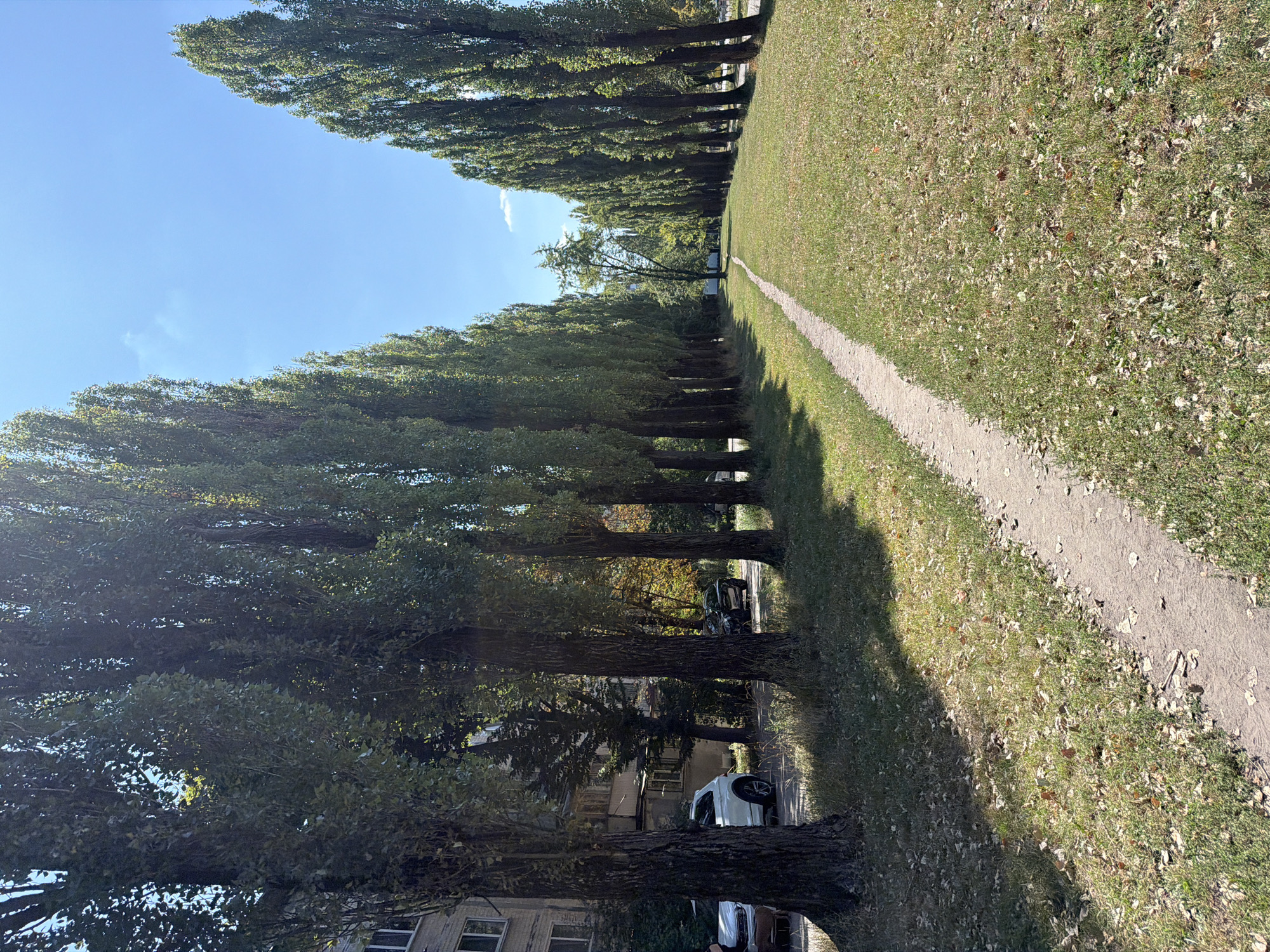 An alley of tall, mature trees with dense green foliage lines a narrow dirt path that winds through a grassy area. The trees are planted in a row, creating a tunnel-like effect. To the left of the path, there is a multi-story apartment building with several windows visible, and cars parked in front of it. The ground is covered in grass with scattered fallen leaves. The sky is bright blue with a few wispy clouds. This scene is located in the residential area of Obolon, Kyiv, Ukraine, likely a park or public space within a housing complex. The overall impression is one of a quiet, sunny day in an urban green space.