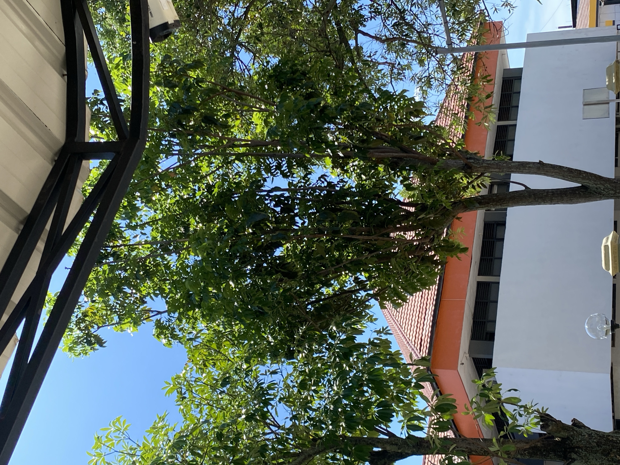 This image captures a daytime outdoor scene in Banda Aceh, Indonesia, featuring a building with a red tiled roof and an orange trim, partly obscured by lush green trees. The building appears to be a single-story structure with white lower walls and a row of windows with dark horizontal blinds. Above the windows, an orange band runs along the top of the building, followed by the tiled roof.
The foreground is dominated by the foliage of several trees, their branches and leaves creating a dappled effect as they are backlit by the bright blue sky. The trees are in full leaf, suggesting a tropical climate. In the distance, parts of other buildings or structures are visible, also under a clear blue sky. The overall impression is one of a bright, sunny day in an area with abundant greenery and architectural elements typical of a tropical urban environment. No people or specific actions are depicted.