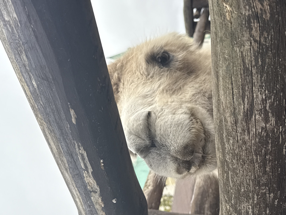 A light-colored camel's head is positioned in the mid-ground, framed horizontally by two dark, weathered wooden beams. The camel's fur is light brown/tan. Its snout is prominent, its left eye is closed, and its right eye is partially open, looking directly forward. The wooden beams exhibit visible wear, displaying areas where darker paint or stain has chipped, revealing lighter wood beneath, and the upper beam has small white accretions. In the blurred background, to the left, wooden structures and a section of a light blue-green building are visible. The sky is overcast. This scene is located at an animal enclosure in Demydiv, Ukraine.