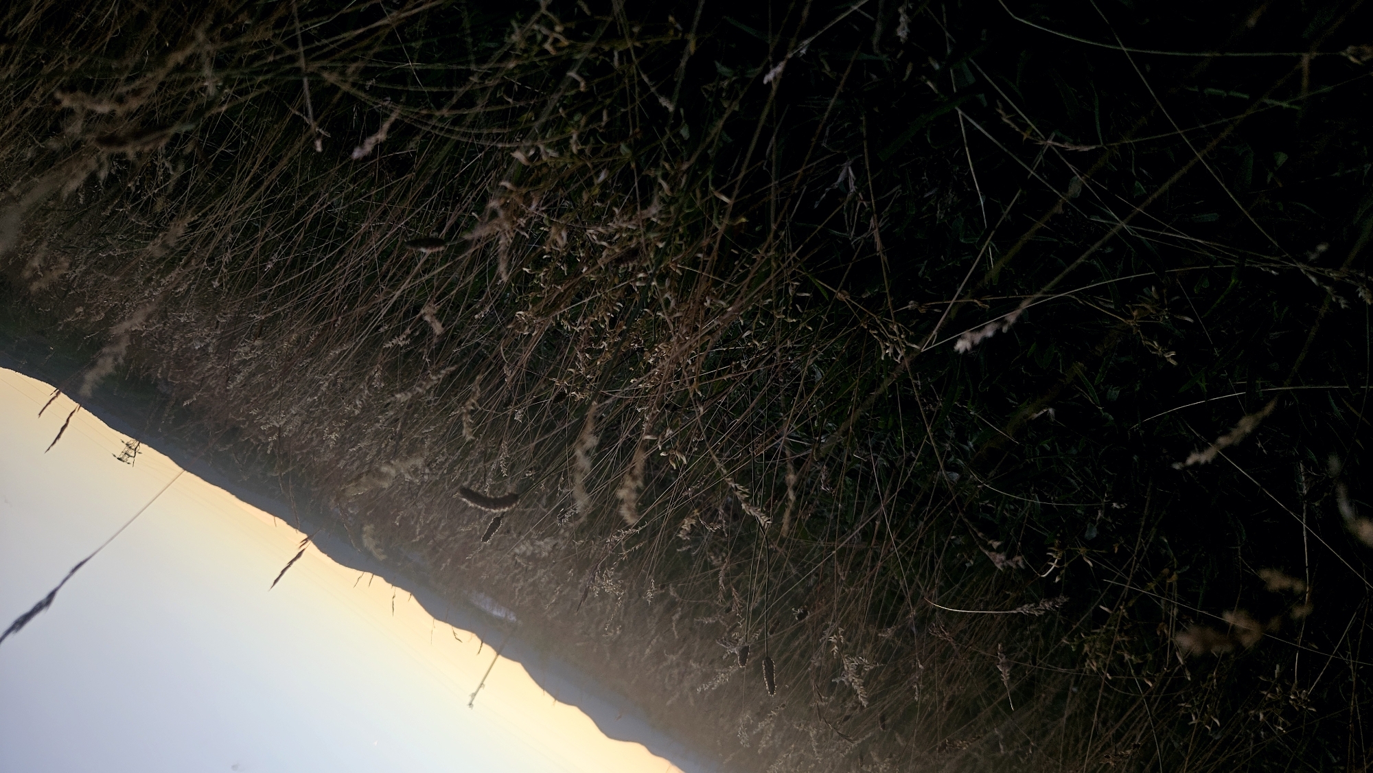 In the city of Unknown, Unknown, a close-up, angled shot captures a field of tall, dry grass with a blurred background. The foreground is dominated by dense, brown grass stalks, some standing upright and others bent over. The blades are thin and wispy, creating a textured, almost overwhelming effect. In the background, a dark, sloped hill rises, meeting a pale, gradient sky that shifts from a soft yellow near the horizon to a light blue at the top. The lighting suggests either dawn or dusk, casting a warm glow on the scene. The overall impression is one of natural landscape, possibly a rural or undeveloped area within the city. There are no people or animals visible in the frame.