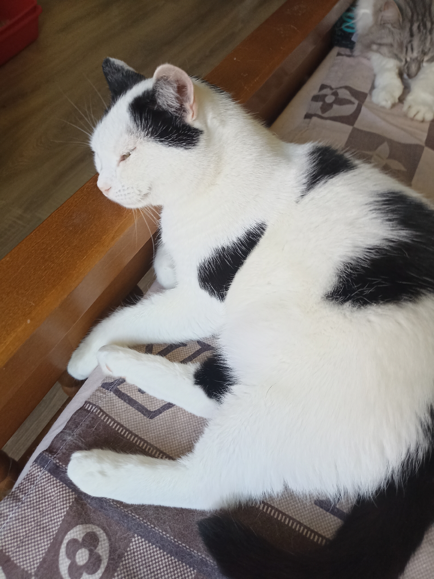 A black and white cat is sleeping on a blanket on a wooden chair. The cat is lying on its side with its eyes closed. The blanket has a pattern of squares and flowers. In the background, there is another cat, a gray and white cat, also sleeping. The setting appears to be a home in Velykodolynske, Ukraine.