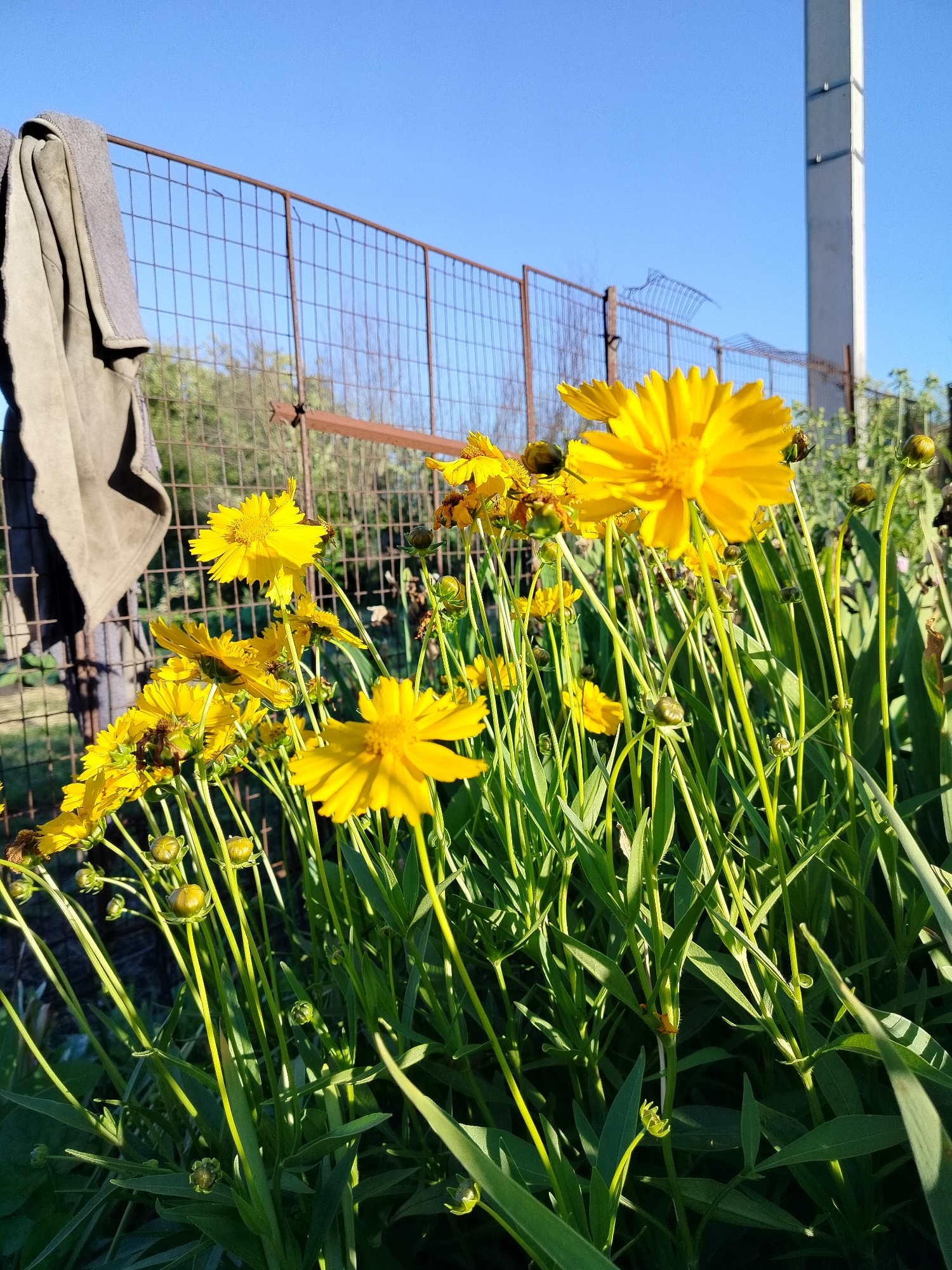 The image depicts a cluster of bright yellow coreopsis flowers in bloom, set against a backdrop of a wire fence and a clear blue sky. A large grey blanket or piece of fabric hangs from the left side of the fence, obscuring a portion of the background. In the distance, a tall, slender concrete pillar stands to the right of the fence. The sun is low in the sky, casting long shadows and highlighting the vibrant green stems and delicate petals of the flowers. The overall impression is one of a sunny, late afternoon in a garden or outdoor space. The scene appears peaceful and serene, with the focus on the natural beauty of the flowers. There are no visible people or text in the image. The location is identified as Vazerki, Russia.