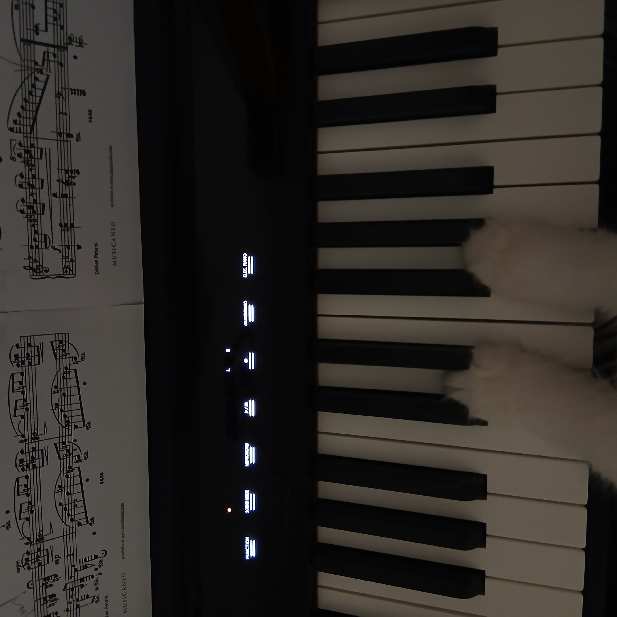 The image captures a top-down view of a digital piano or keyboard, with sheet music laid out on its stand to the left. Two fluffy, light-colored paws, likely belonging to a cat, are resting on the white keys of the piano, suggesting a playful interaction with the instrument.
The scene appears to be indoors and dimly lit, highlighting the illuminated display panel of the piano. The sheet music features musical notation, including staves, notes, clefs, and dynamic markings such as "mp."
Visible text on the sheet music includes "Edition Peters.", "MUSICANEO", "Available at www.musicaneo.com", and the number "9488". The glowing text on the piano's display panel shows various functions and instrument settings, such as "P/B", "L", "R", "FUNCTION", "SOUND MODE", "METRONOME", "GRANDPIANO", and "ELEC PIANO". The overall composition creates a charming and intimate atmosphere of a pet engaging with a musical instrument.