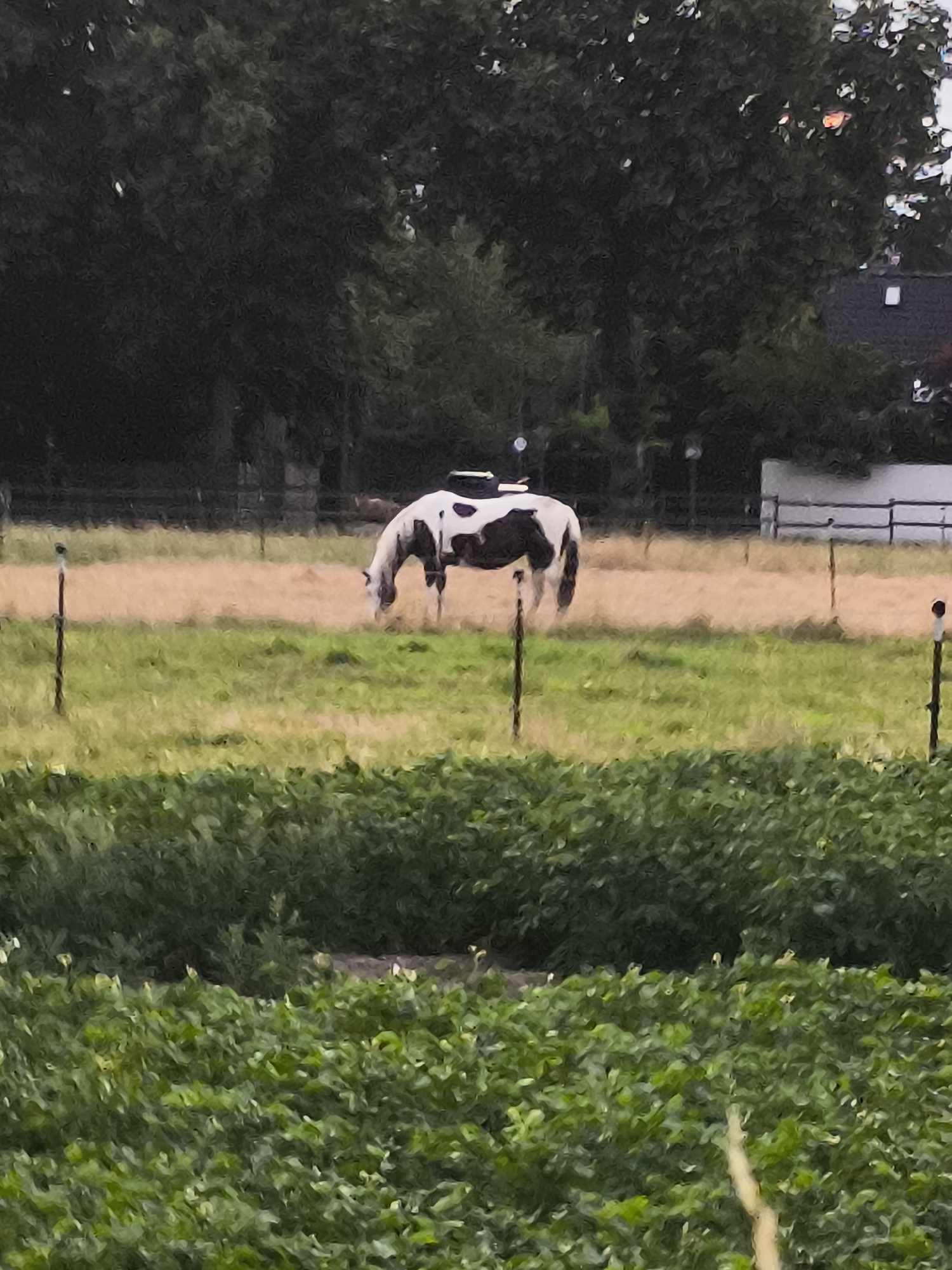 The image depicts a peaceful rural scene with a horse grazing in a field. The horse is piebald, with large patches of black and white. It is positioned in the middle ground of the image, facing towards the left and lowering its head to eat grass. Behind the horse, a dirt path or track runs horizontally across the frame.
The foreground of the image is filled with lush green vegetation, possibly a crop or low-lying plants, with a few blurred fence posts visible. In the background, there are dense trees with dark green foliage, suggesting a wooded area. Beyond the trees, a white fence and a hint of a building with a dark roof can be seen, indicating the presence of a nearby farm or dwelling. The overall impression is one of a calm, natural environment.
The lighting suggests it might be late afternoon or early evening, with a soft, diffused light. There are no people visible in the image, and the focus is entirely on the natural elements and the horse. The style of the image appears to be a painting or a heavily filtered photograph, with soft edges and a slightly textured appearance. No text is visible in the image. The location is stated to be Dusseldorf, Germany, which aligns with the rural, European aesthetic.