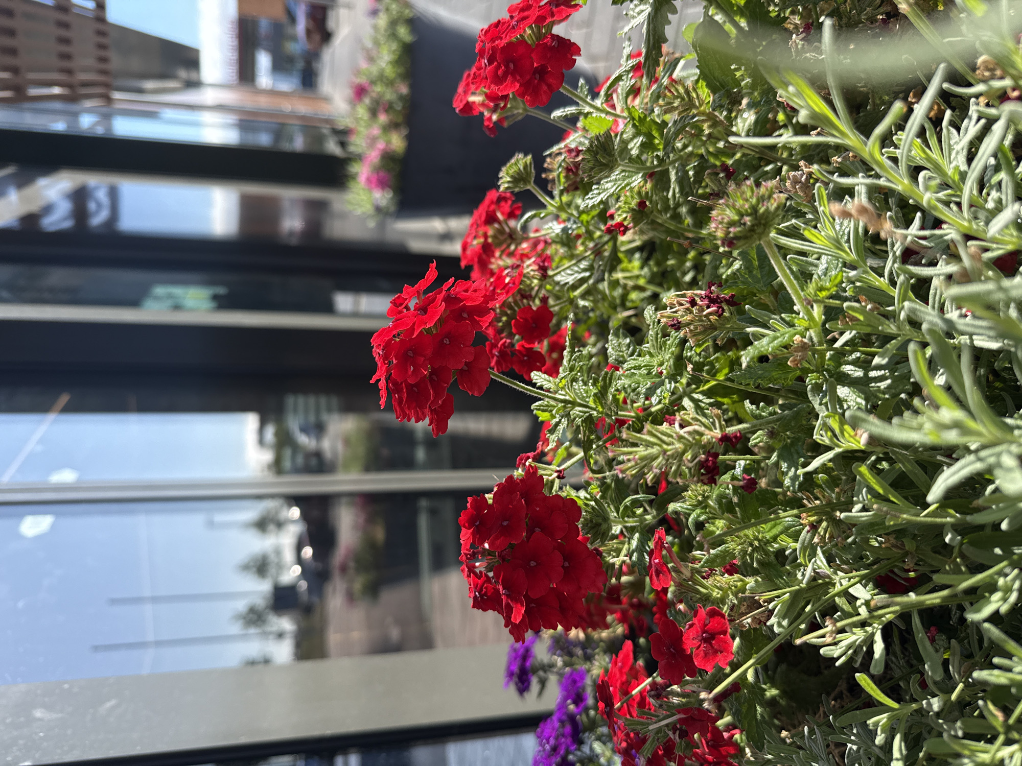 The image captures a close-up view of red verbena flowers blooming in a planter. The flowers are vibrant and clustered, with green foliage surrounding them. In the background, the reflection in a large glass building shows a street scene with cars and trees, suggesting an urban setting. The location is identified as Werther, Germany.