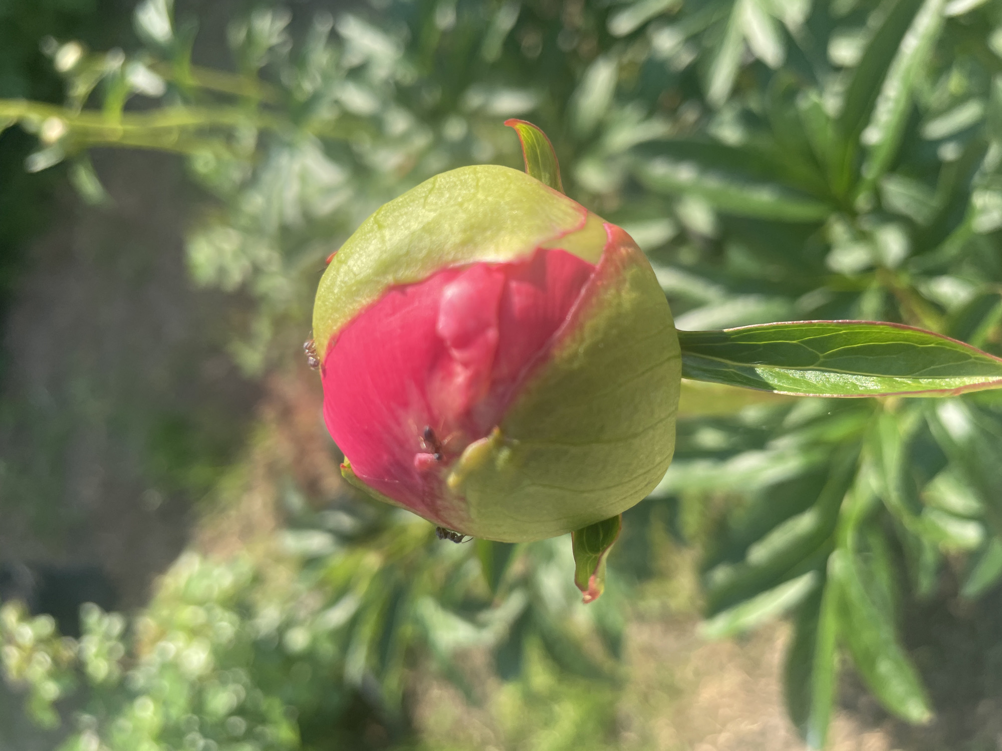 The image is a close-up, eye-level shot of a bright pink peony bud, partially enclosed by green sepals. The bud is the primary subject and is in sharp focus. A few small ants are visible on the surface of the bud. The background is softly blurred, showing green foliage and dappled sunlight, suggesting an outdoor setting. There are no discernable structures or elements that would indicate a specific location within Aropakkuzi, Russia. The image depicts a natural scene focused on the detail of a developing flower and the insects interacting with it.