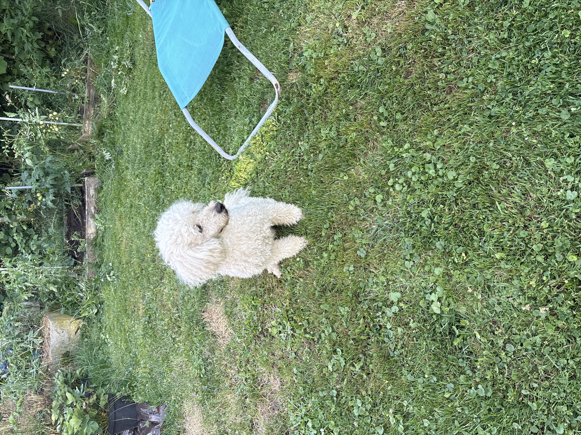 The media file shows a fluffy white dog sitting on a grassy lawn in Ćwiklice, Poland. The dog is facing upwards and appears to be looking at something out of frame. A portion of a light blue camping chair is visible in the upper left corner of the image. The lawn is a mix of grass and clover, with some patches of dry, lighter-colored grass. In the background, to the left, is a dense area of green foliage, possibly a garden with tomato plants growing on stakes. A weathered wooden post and a concrete block are also present in the vegetation. The lighting suggests it is daytime, likely a sunny day with shadows cast on the grass. The scene appears to be a casual outdoor setting, possibly a backyard or park. There is no visible text in the image.