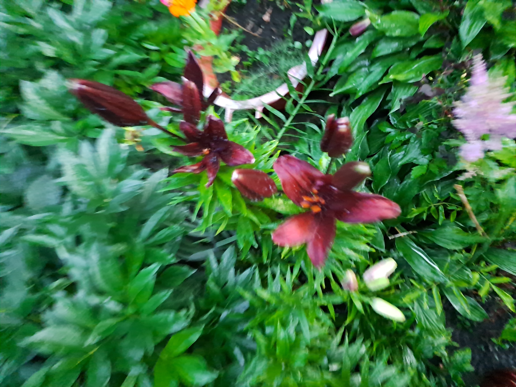 This is a close-up, high-angle, blurred photograph of a flower bed containing dark red lilies. The lilies are in various stages of bloom, with some fully open and others in bud. The petals are a deep, rich red, almost black, with visible stamen. The surrounding foliage is lush and green, with some water droplets suggesting recent rain. In the upper right corner, a small portion of an orange flower is visible. A light-colored garden stake or support is also partially visible amidst the plants. The overall impression is one of a natural, outdoor setting, likely a garden, in the city of Chernetsk, Russia. There are no people or animals present in the image.