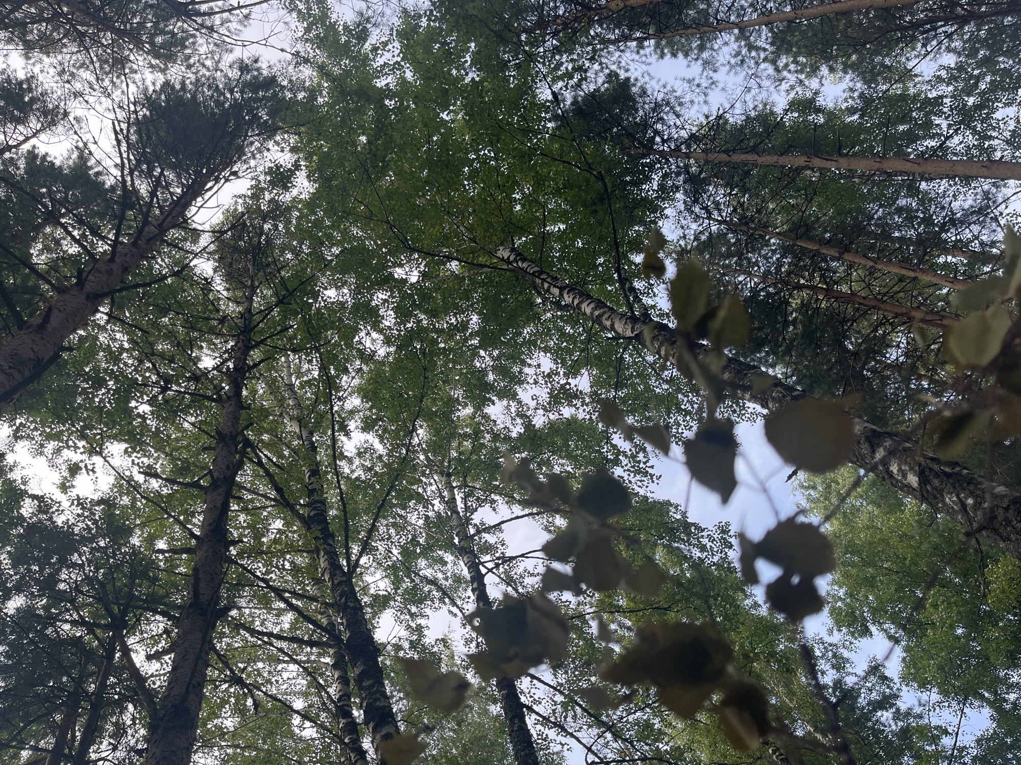 This is an outdoor, low-angle, eye-level shot taken from the forest floor, looking up through the canopy of trees in the forest of Pillapalu, Estonia. The scene is dominated by the green foliage of deciduous trees, primarily birches with their characteristic white bark, interspersed with the darker needles of pine trees. The sky is visible through the branches and leaves, appearing overcast with a pale, washed-out light. In the foreground, several dry, brown leaves are blurred due to motion, suggesting they are falling or have recently fallen. The image captures the natural environment of a forest, with no people or man-made objects immediately apparent. The overall impression is one of dense woodland under a cloudy sky.