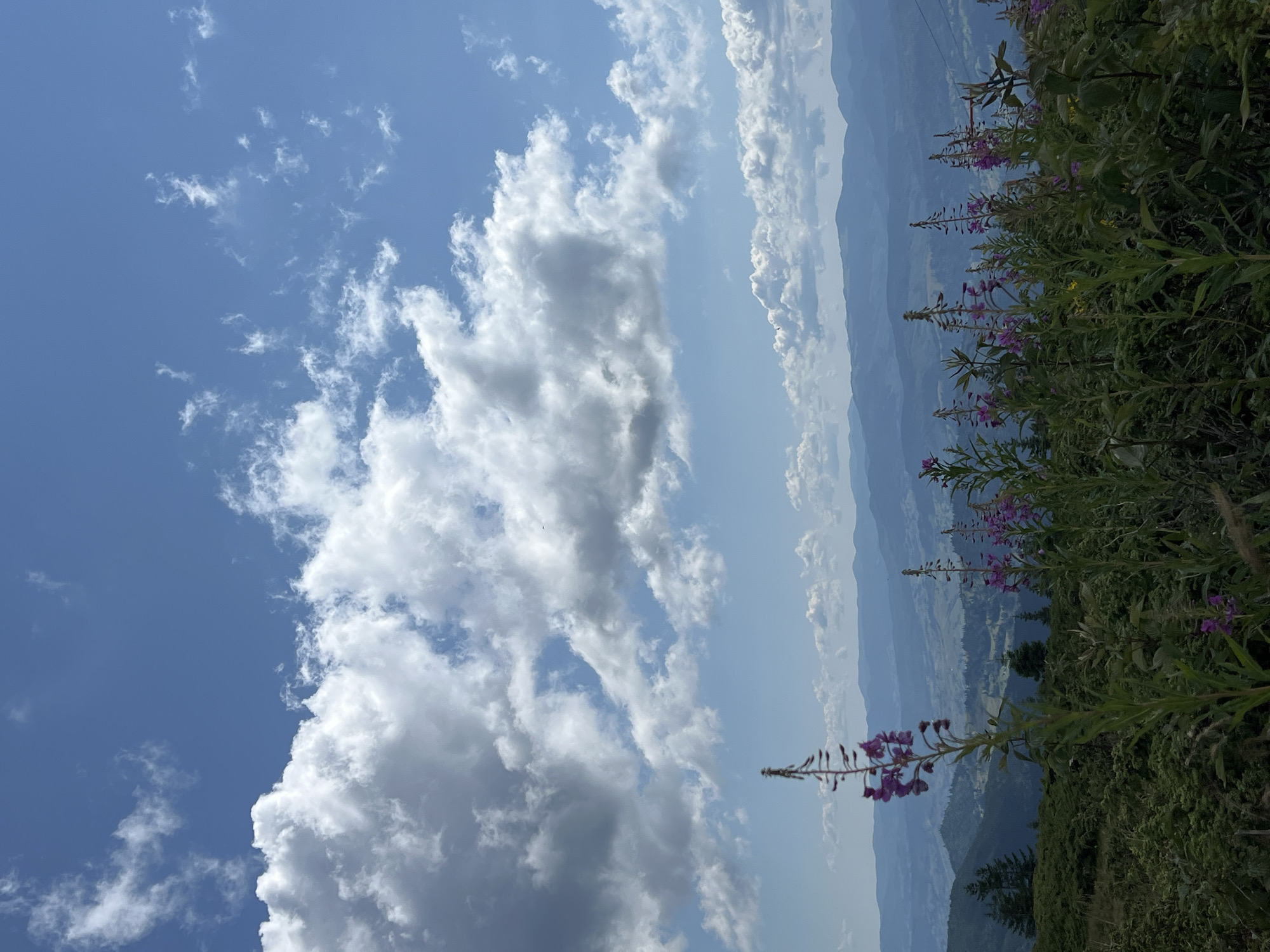 The image depicts a scenic mountain landscape in Chorna Tysa, Ukraine. In the foreground, tall, slender plants with clusters of purple flowers are in bloom. These plants are part of a lush green hillside covered in other vegetation. Behind the foreground plants, a valley unfolds, with rolling hills and distant mountains receding into a hazy blue. The sky above is a vibrant blue, dotted with large, fluffy white clouds. The overall impression is one of natural beauty and tranquility.