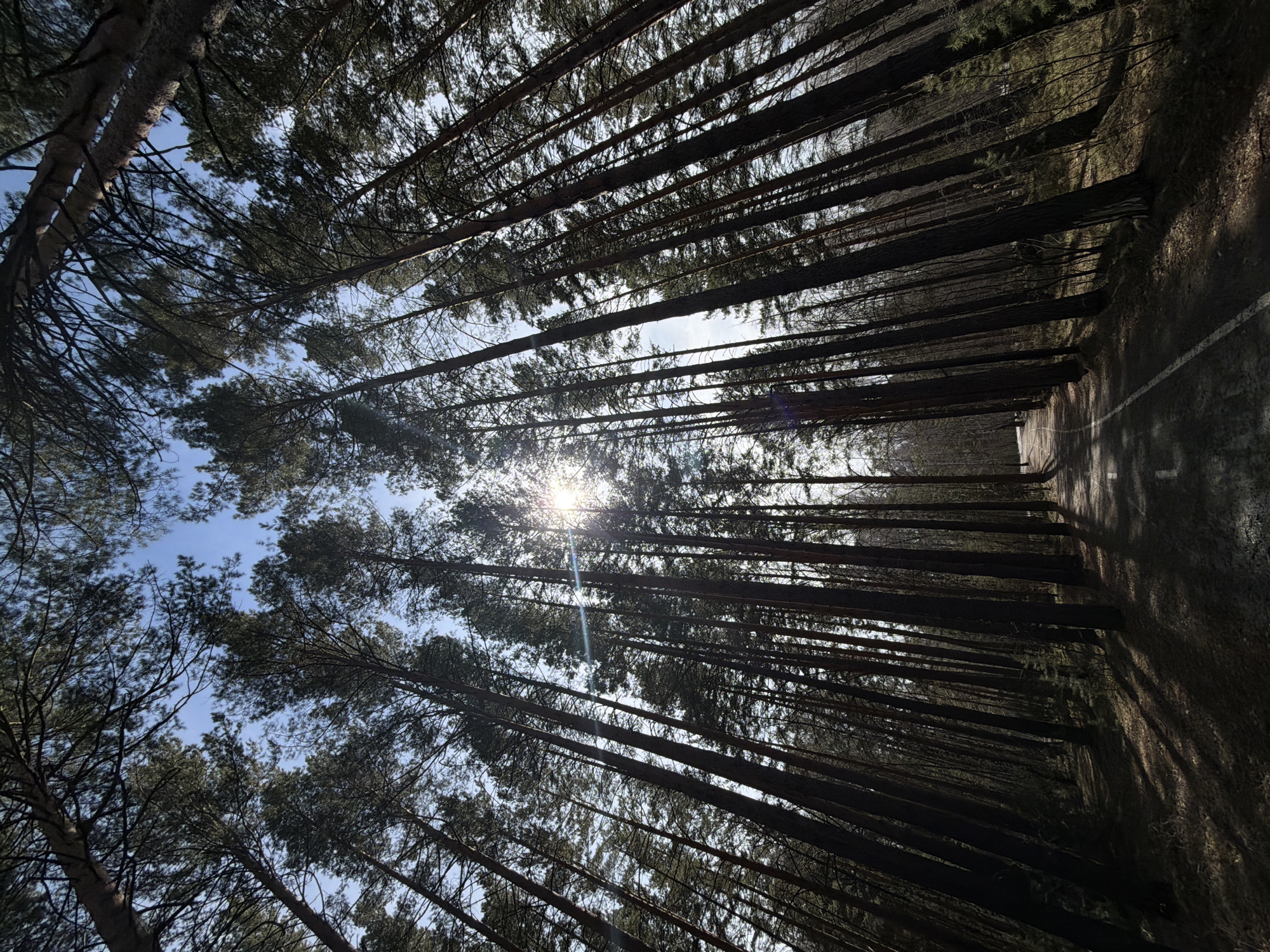 The image shows a view looking upwards through a dense pine forest. Tall, straight tree trunks dominate the scene, their canopies filtering sunlight and creating a bright area at the center of the image. The sky is visible in patches through the branches, appearing blue. The location is in the city of Krasnoyarsk, Russia, based on the provided context. At the end of the forest is a walking path with white paint on the side.