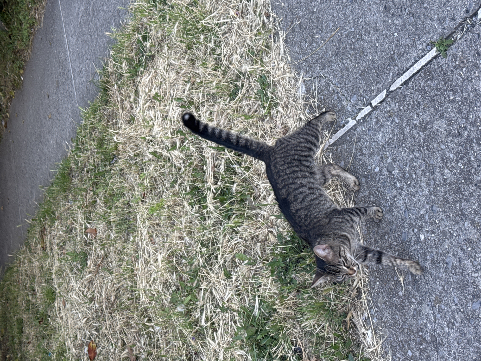 A tabby cat lies on its side between a patch of dry grass and a gray concrete surface with a white stripe. The location appears to be outdoors, possibly near a sidewalk or road. The cat has a striped body and a dark tail. It's not possible to determine if this is in Bar, Montenegro.
