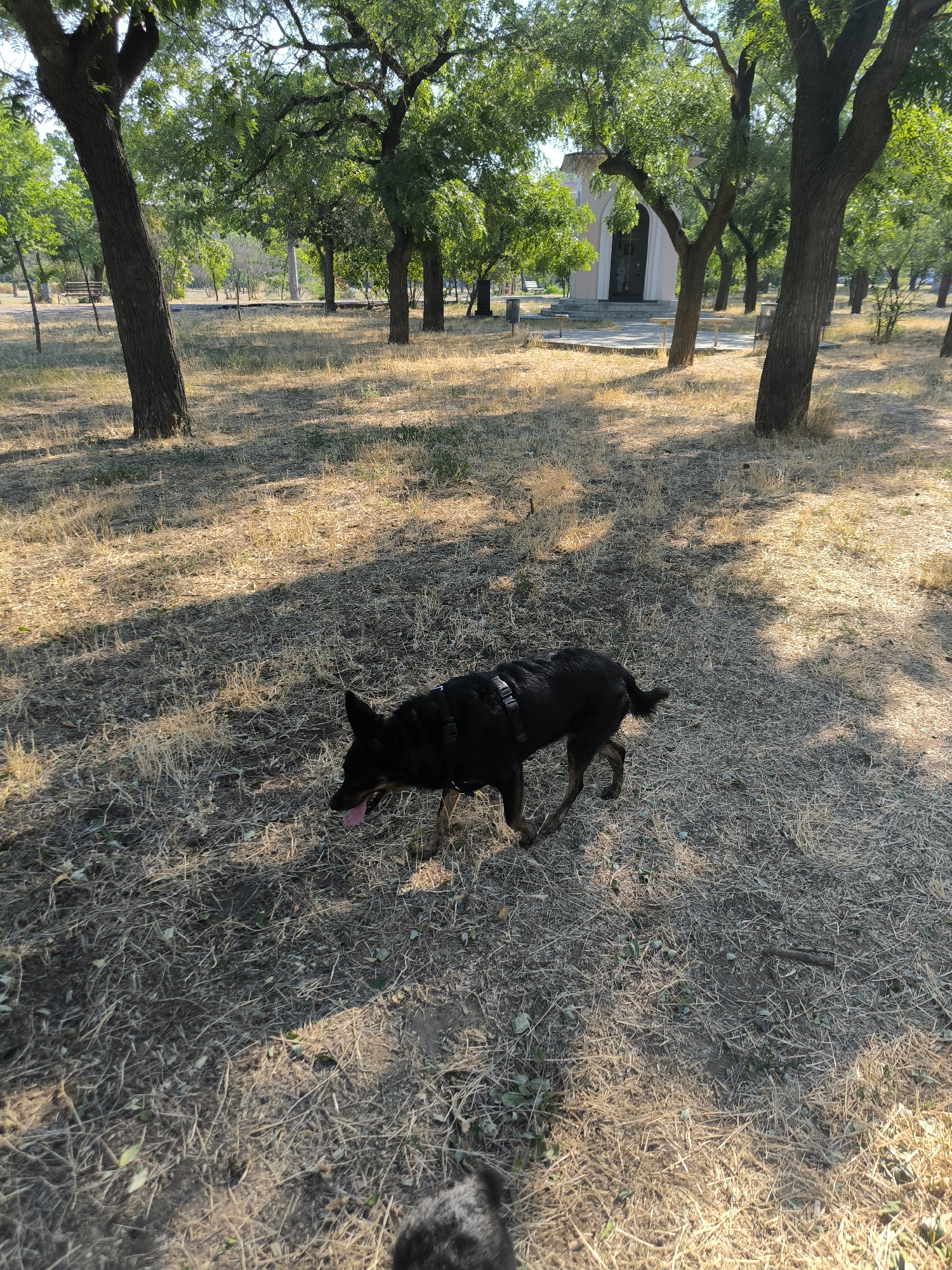 In the city of Mykolaiv, Ukraine, a black dog with a harness on is walking through a dry, grassy park. The dog's tongue is sticking out. The park has several trees with green leaves casting shadows on the ground. In the background, there is a small, light-colored building with a dark door, possibly a chapel, and a paved area in front of it. The ground is covered in dry grass and some scattered leaves. The sun is shining, indicating it is daytime.