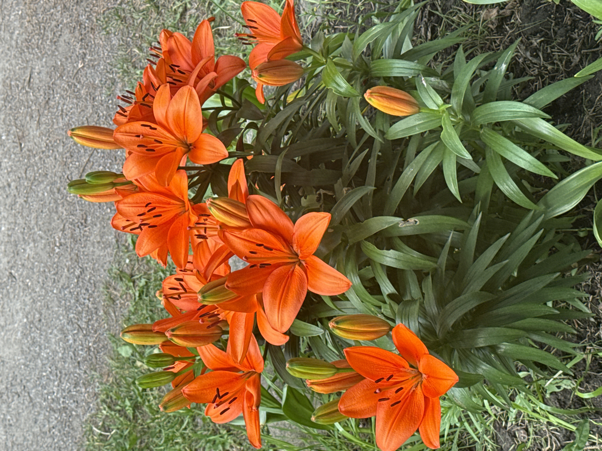 A cluster of vibrant orange lilies, some in full bloom and others as buds, dominates the foreground of the image. The flowers are lush with dark green foliage, and the surrounding ground is covered with patches of green grass and dark soil. In the upper portion of the image, a gravel path is visible, suggesting an outdoor setting. The overall scene is natural and unposed, with no people or specific landmarks identifiable within Saint Petersburg, Russia.