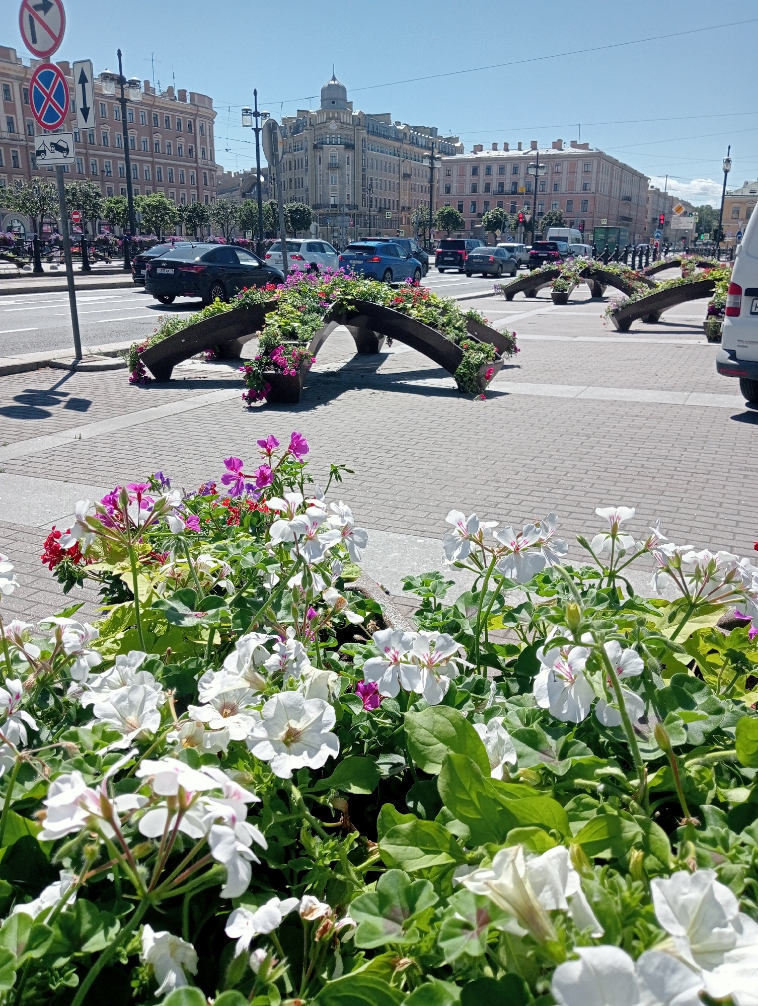 This is a medium shot of a sunny day in Saint Petersburg, Russia. In the foreground, a planter is filled with white and pink flowers, with green leaves surrounding them. Behind the flowers, several curved, dark planters are arranged in a line, also filled with flowers and greenery. Beyond these, a street scene unfolds. Cars, including a black sedan, a white SUV, and a blue car, are visible on a road. Several multi-story buildings with light-colored facades line the street, some with domed roofs. Traffic lights and street signs are also present. The sky is clear blue with a few wispy clouds. The overall impression is of a bright, urban setting with a touch of natural beauty from the floral arrangements.
