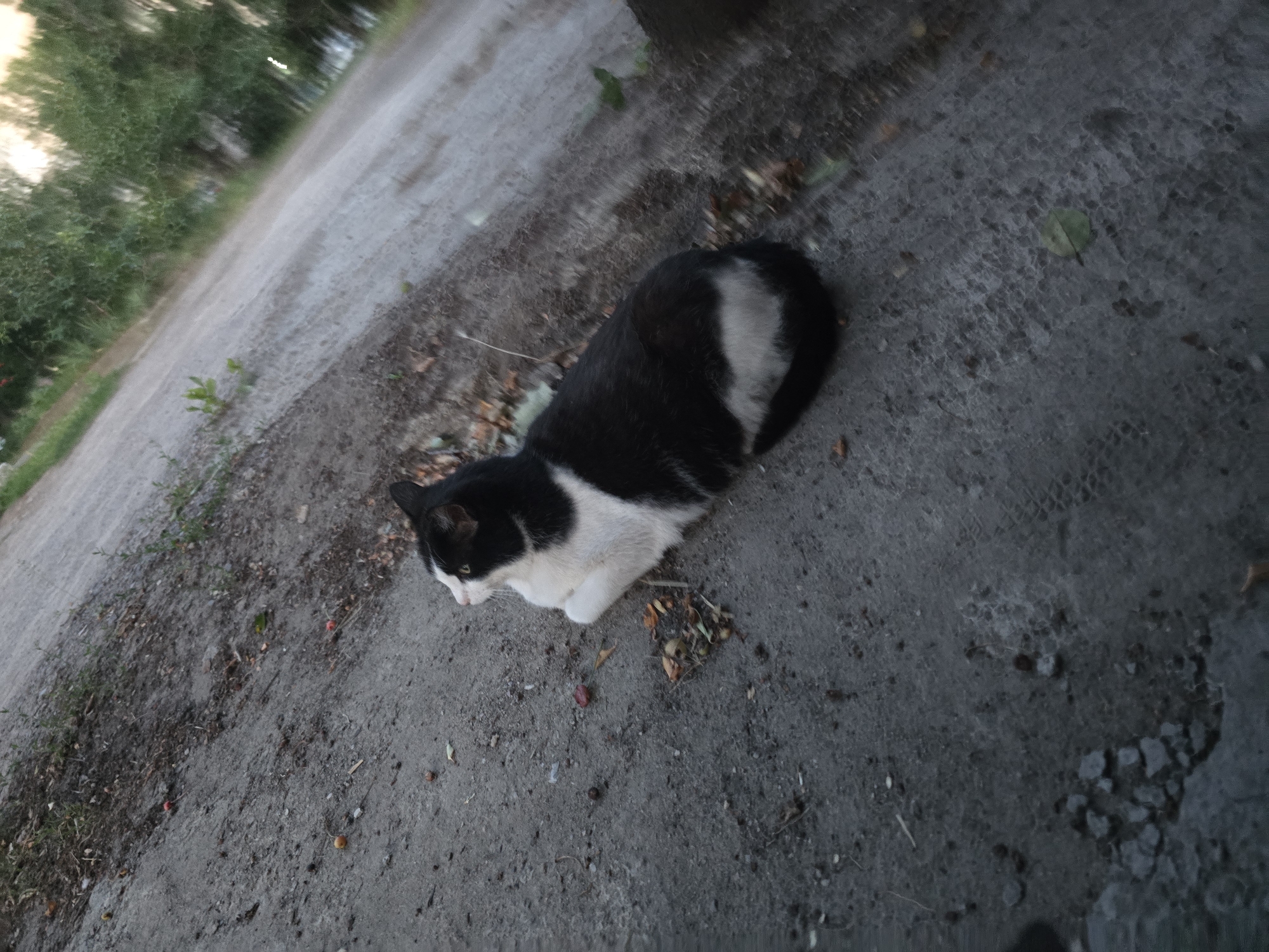 A black and white cat lies on a paved surface next to a dirt path. The cat is facing to the right, with its head tilted up. Small red berries are scattered on the dirt path. Green trees are visible in the background. The ground is a mix of asphalt and dirt, with some fallen leaves. The scene is outdoors, likely in a park or on a street.
