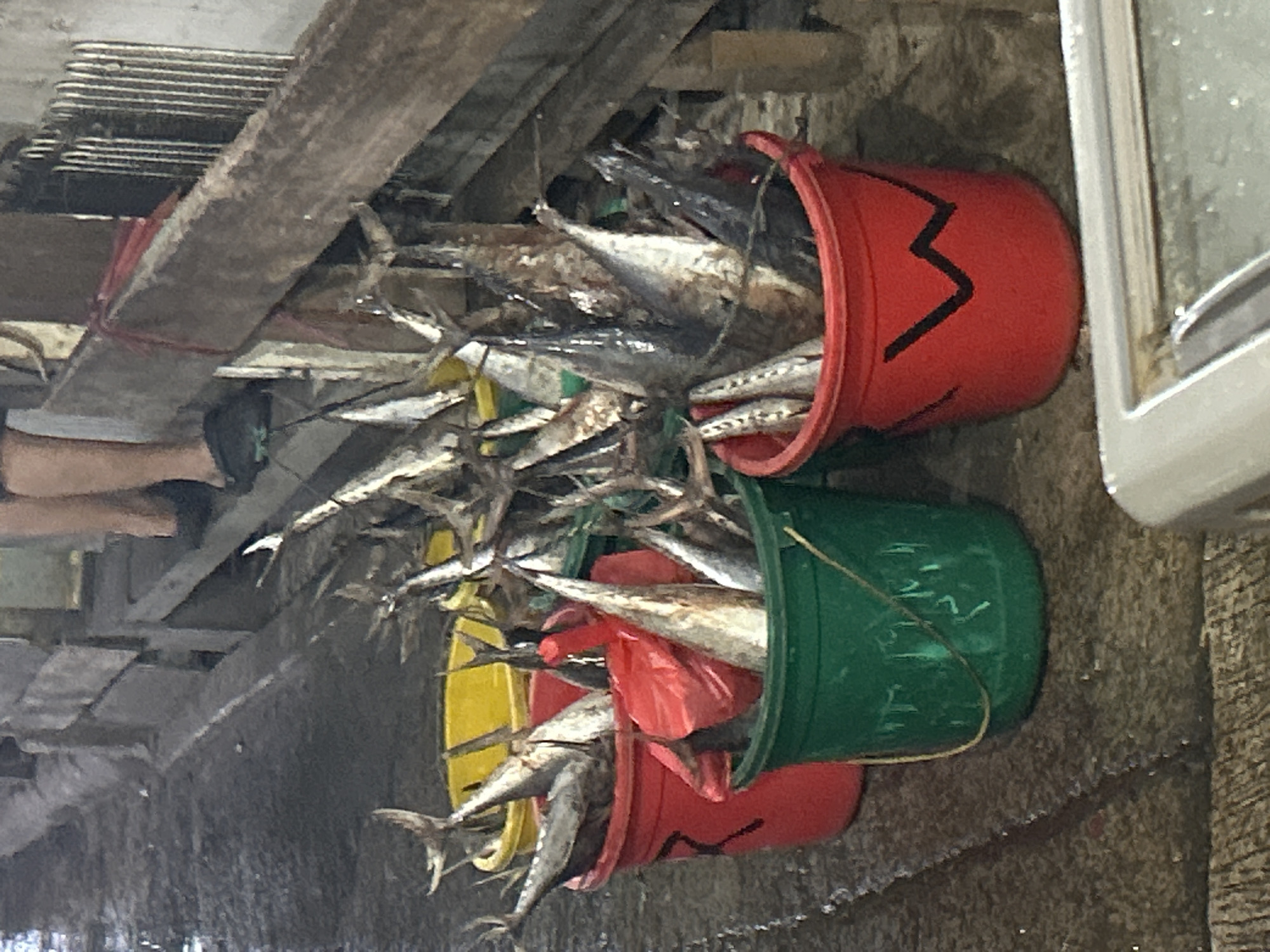 In North Jakarta, Indonesia, a scene unfolds at what appears to be a local market or fish processing area. Several buckets, some red, one yellow, and one green, are filled with freshly caught fish. The fish, predominantly silver and elongated with visible scales and fins, are packed tightly, with their heads pointing upwards and tails towards the bottom of the buckets. In the background, a person's legs and feet are visible, wearing dark footwear, suggesting they are either standing or working in the vicinity. The environment is wet and appears to be outdoors, with a concrete or paved ground surface. The overall atmosphere is that of a working environment where fresh produce, specifically fish, is being prepared or displayed.