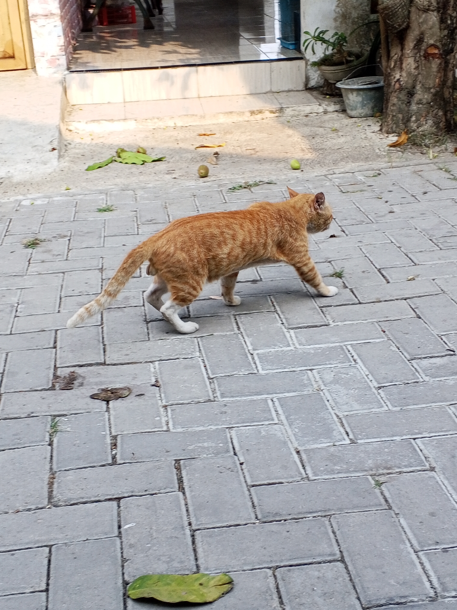 An orange tabby cat with white paws walks across a paved walkway. The walkway is made of gray interlocking bricks. In the background, there is a building with a brick facade and a tree with rough bark. Several green leaves and some small, round fruits are scattered on the ground near the building. The scene appears to be outdoors, possibly in a residential or public area. The lighting suggests it is daytime.