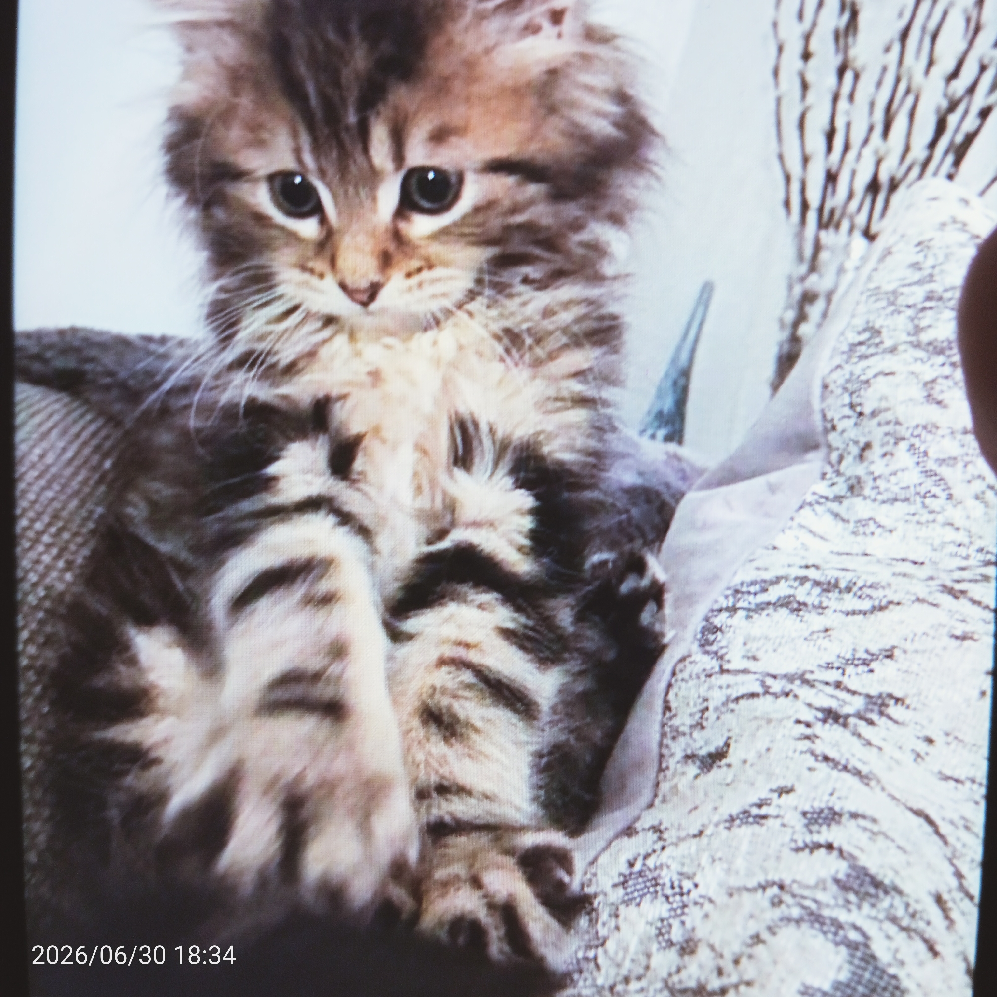 The media file is a photograph of a fluffy, tabby kitten with striking green eyes. The kitten is positioned on a textured surface, possibly a sofa or armchair, with a light-colored, patterned fabric visible. In the background, there appears to be a decorative element, possibly branches or dried reeds, and another upholstered surface. The kitten is looking towards the viewer with a curious expression, its front paws slightly raised, suggesting playful engagement. The lighting appears to be soft, indicating it might be indoors. At the bottom left of the image, the text "2026/06/30 18:34" is visible, indicating the date and time the photograph was taken.