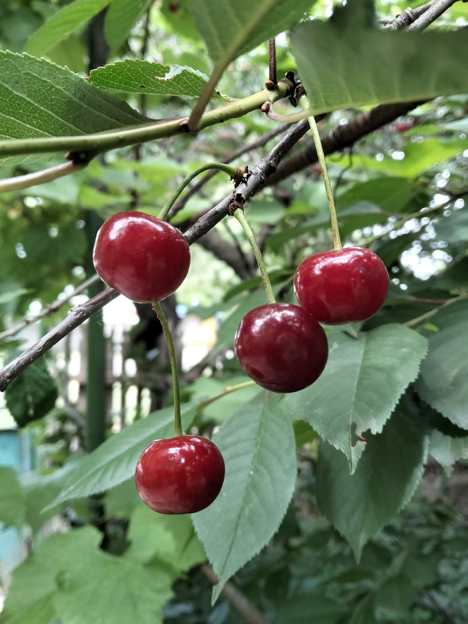 In Biliaivka, Ukraine, a close-up shot focuses on a cluster of ripe cherries hanging from a branch. Four dark red cherries are visible, each suspended by a thin stem. The cherries are plump and glossy, reflecting the natural light. Surrounding them are lush green leaves, some of which are slightly jagged at the edges. The branches are dark and textured. The background is softly blurred, suggesting an outdoor setting with dappled sunlight filtering through the foliage.