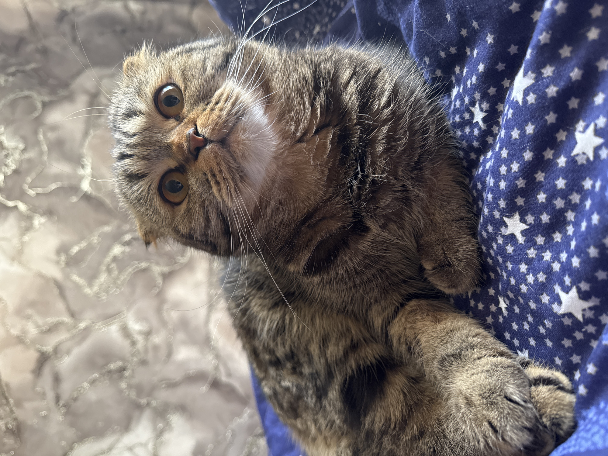 A brown tabby cat with amber eyes is lying on a blue blanket with white stars. The cat's head is tilted slightly to the left. The cat appears to be indoors. The location is not discernible from the image.