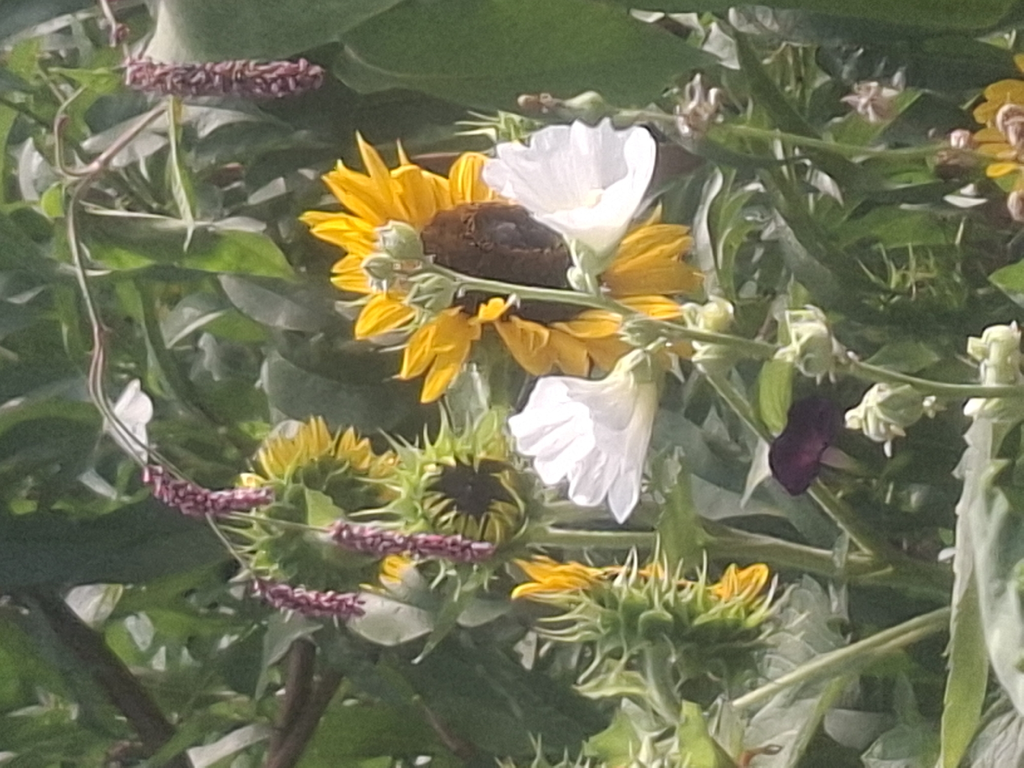 This is a close-up, natural light photograph of a cluster of flowers, possibly in a garden in Almaty, Kazakhstan. The primary subjects are sunflowers with bright yellow petals and dark centers, some in full bloom and others as developing buds. Interspersed among the sunflowers are white hollyhock-like flowers with delicate petals. A dark-colored insect, likely a beetle, is visible on the center of a partially opened sunflower. Additional elements include elongated, reddish-purple flower spikes hanging from thin stems, and various green leaves and stems from the surrounding foliage. The background is a blur of green, suggesting a dense garden environment. There are no people or structures visible in the frame.