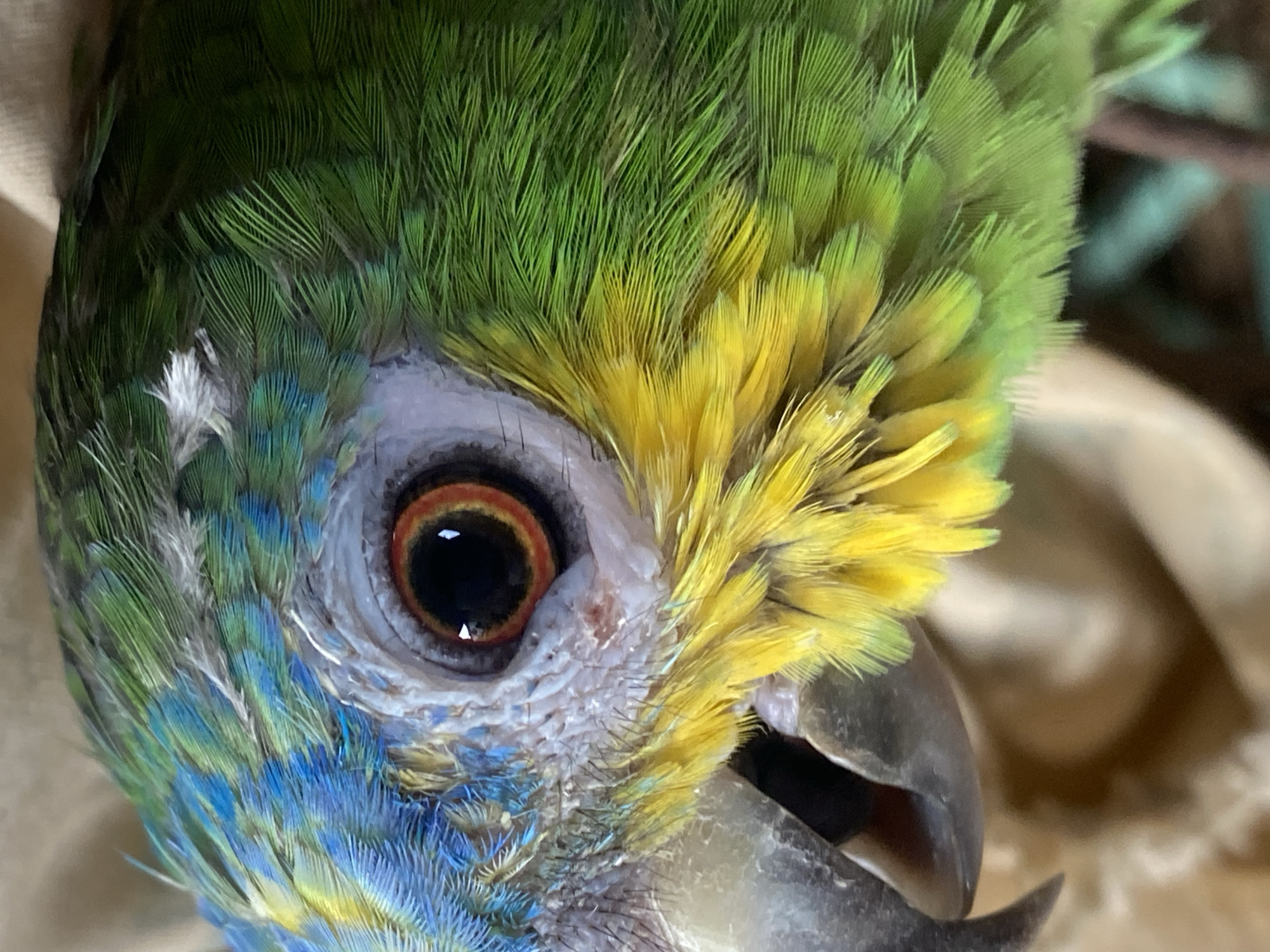 A close-up, side-view, eye-level shot of the head of a parrot. The parrot's eye is dark brown with a bright orange and red iris. Feathers are a mix of bright green, yellow, and blue. The beak is dark gray. The background is out of focus, appearing as a light brown fabric. There is no indication of a specific location in Tinaquillo, Venezuela.