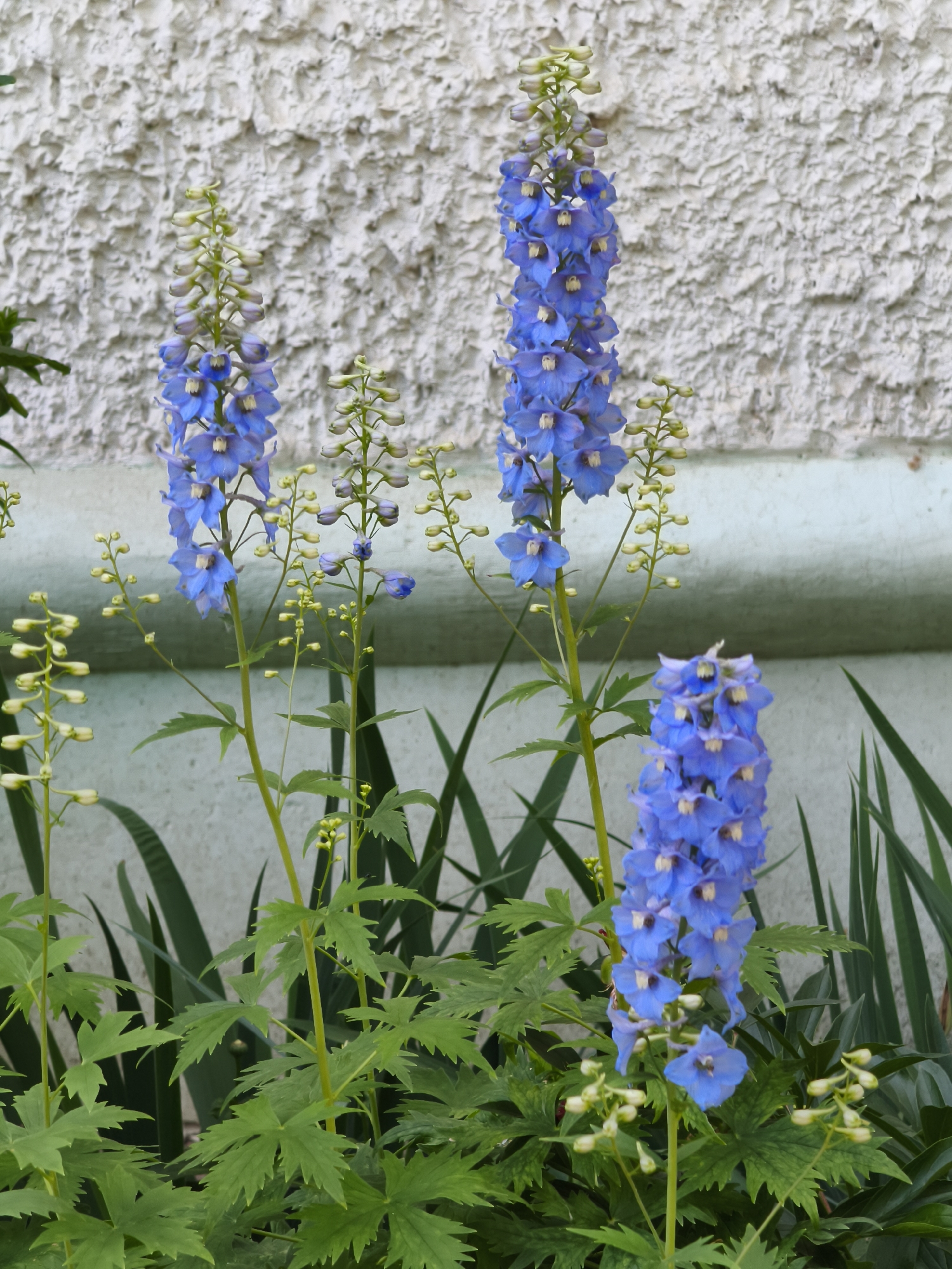 The image displays a cluster of blue delphinium flowers growing outdoors. The flowers are tall and slender, with multiple blooms arranged along the stems. The blossoms are a vibrant blue color and have delicate white centers. They are surrounded by lush green foliage and other smaller, unopened flower buds. In the background, there is a textured white wall and a green band along the bottom. The lighting suggests it is daytime. The scene appears to be a garden or yard in a residential area. Based on the provided metadata, the image was taken in Chaikovsky, Russia.