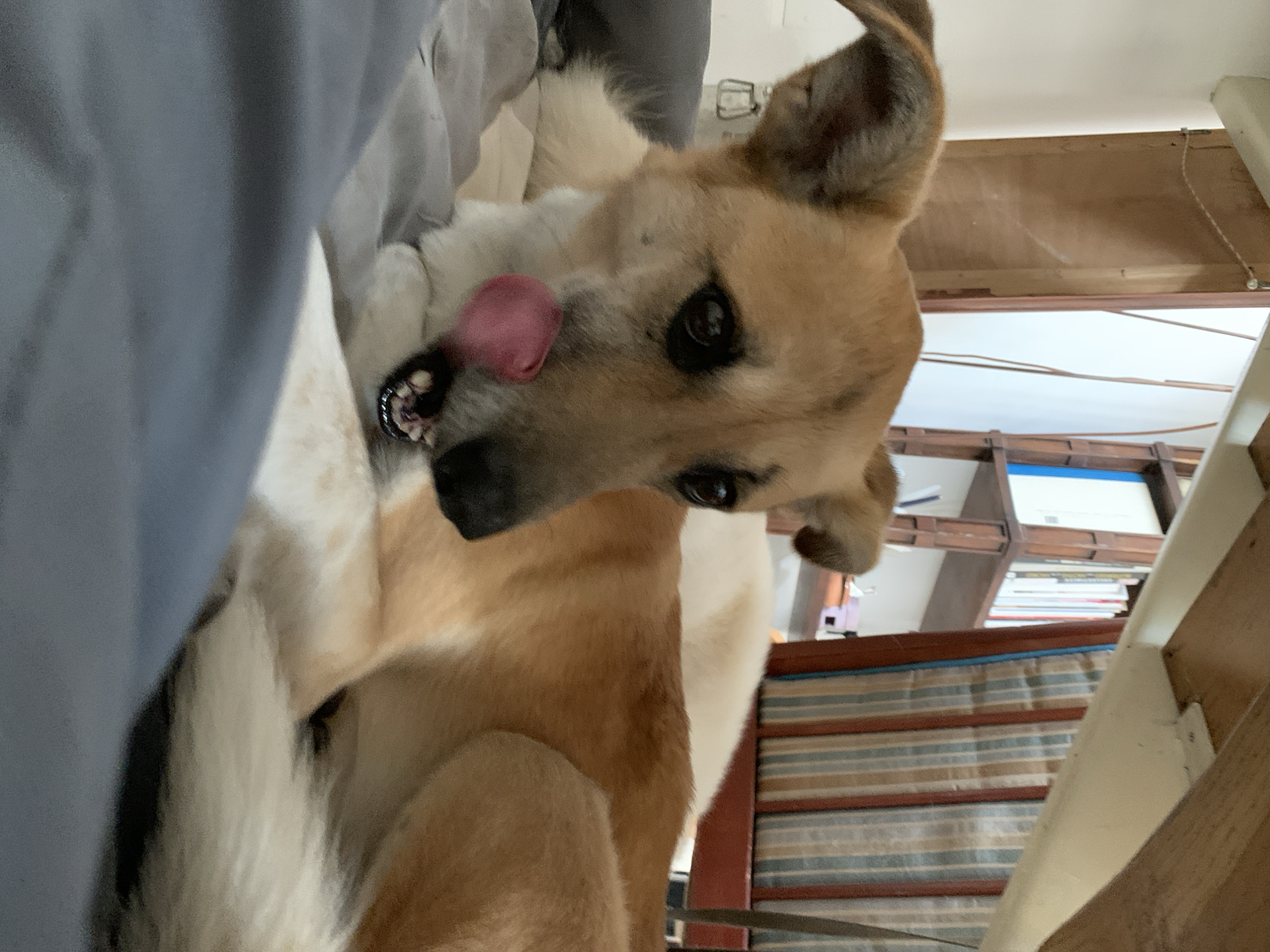 A tan and white dog is lying on a gray surface, possibly a bed or couch. The dog's head is angled towards the camera, and its tongue is sticking out. The dog is wearing a collar. The background includes a bookshelf and a striped curtain. The photograph was likely taken indoors. There is no verifiable evidence that this image was taken in Tel-Aviv, Israel.