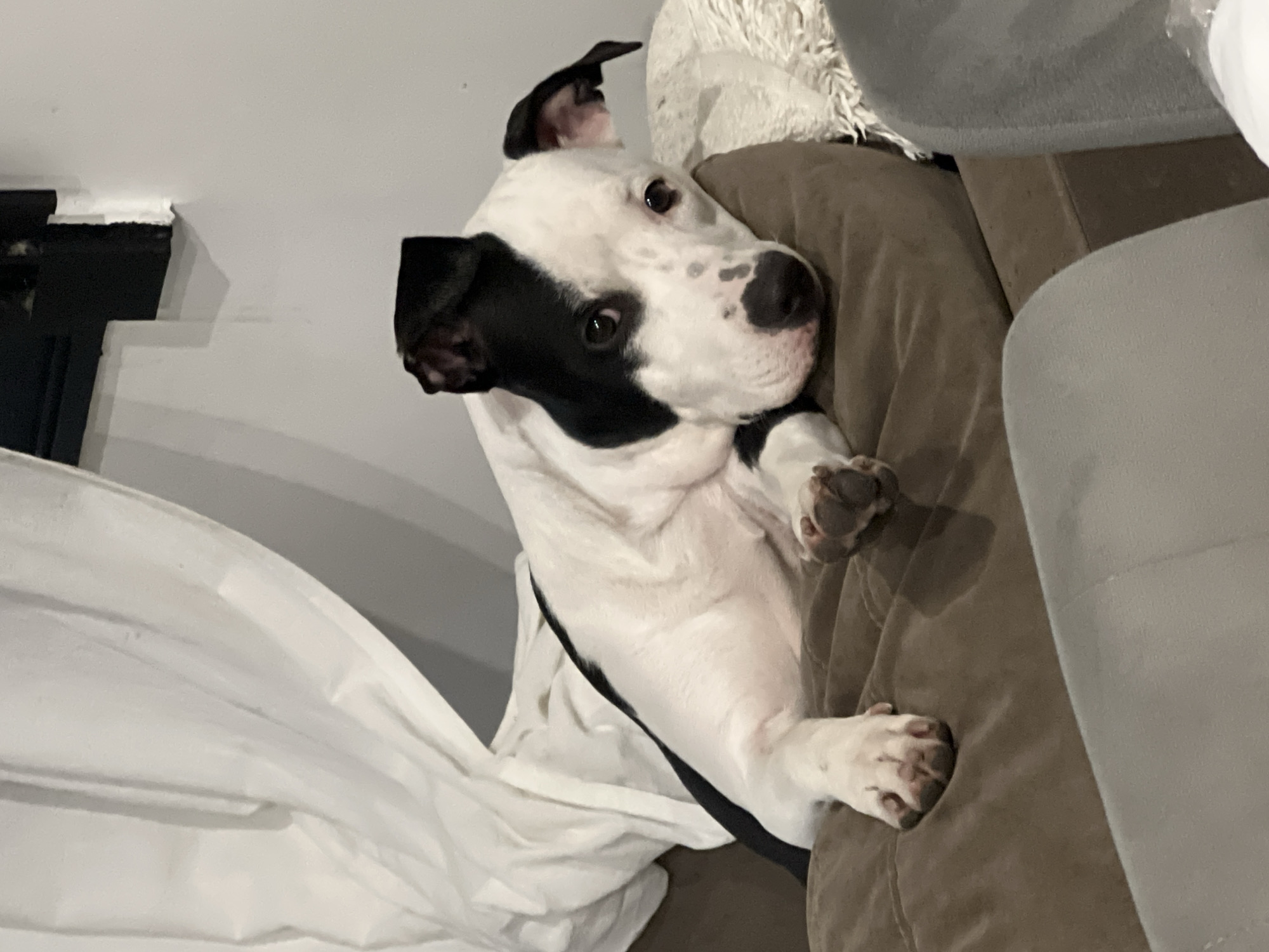 The image displays a black and white dog, likely a Pitbull or a similar breed, comfortably resting on a brown upholstered couch. The dog is positioned on its back or side, with its head tilted and turned towards the viewer, exhibiting an attentive and inquisitive expression. Its coat is predominantly white, featuring distinct black patches that cover its left eye and ear, as well as other markings on its body, including its right ear. The dog's dark eyes are wide open, making direct eye contact with the camera. Its paws are visible, casually resting on the soft brown fabric of the couch.
To the left of the dog, a white sheet or blanket is draped, creating a flowing, light element. In the background on the far left, dark architectural details, possibly part of a window frame or furniture, are visible against a light-colored wall, indicating an indoor setting. A fluffy white textile, possibly a pillow or blanket, is partially visible behind the dog's head. The lighting suggests an indoor environment, likely under artificial illumination, making the time of day undeterminable. The scene captures a moment of a pet relaxing in a home in Buenos Aires, Argentina. No visible text is present in the image.