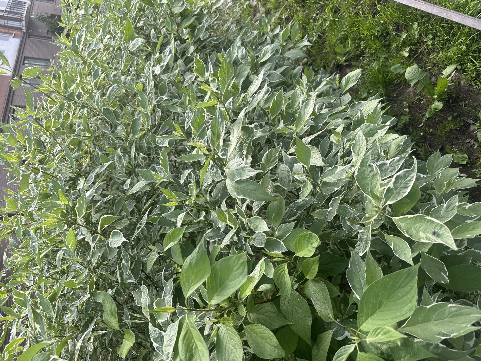The image shows a dense, variegated shrub with green leaves edged in white, likely a decorative bush. The shrub is situated in an urban environment, with a brick building visible in the background. The ground beneath the shrub is covered in grass and soil, suggesting it is planted outdoors. The lighting indicates it is daytime. The scene is located in Kudrovo, Russia.
