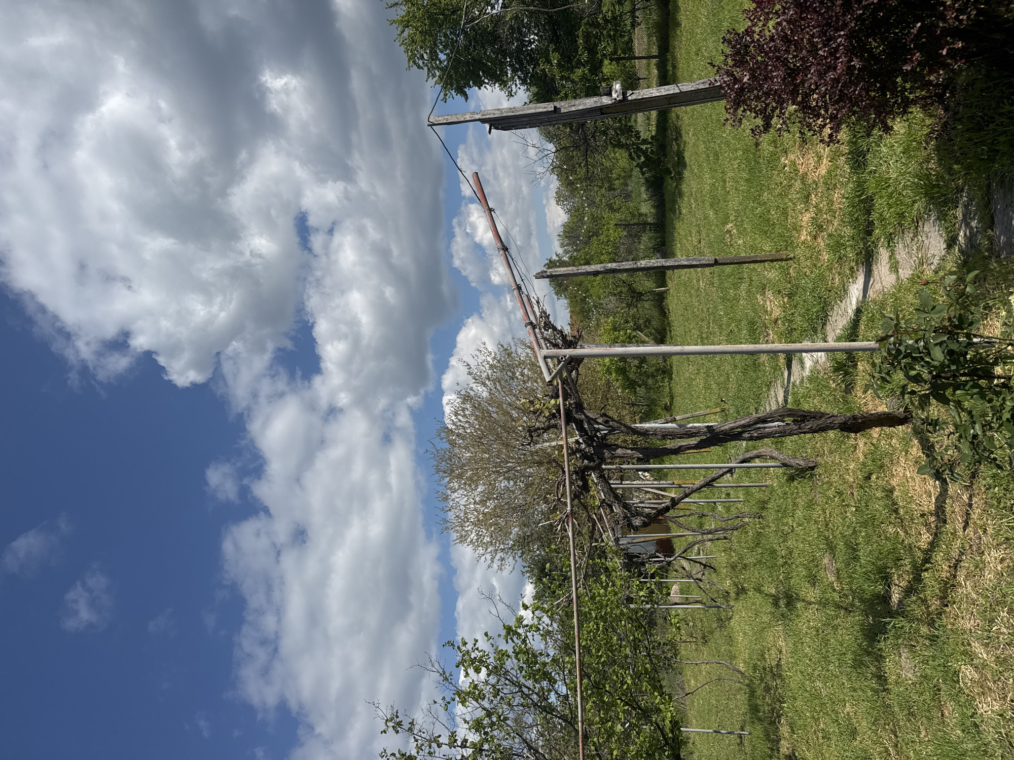 The scene depicts a landscape near Drenovets, Bulgaria, featuring a vineyard structure in the foreground. The structure consists of wooden and metal poles supporting vines. The sky is partially obscured by white, puffy clouds. The ground is covered in grass and some vegetation. There are trees and shrubs scattered throughout the scene. A pathway is visible leading away from the vineyard structure.