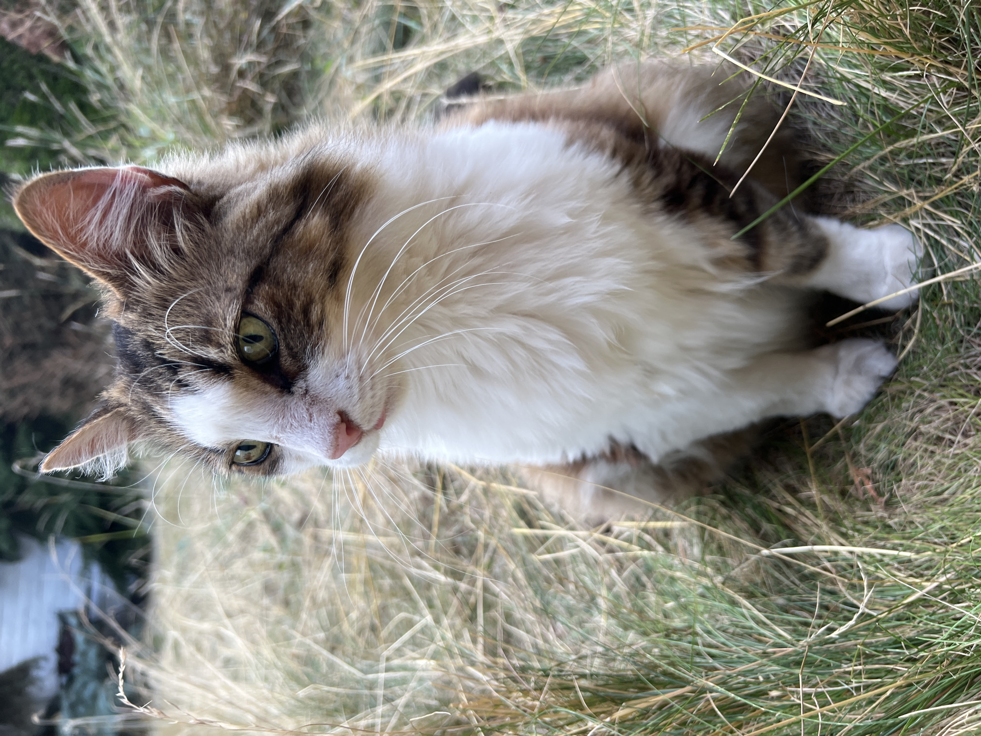 A medium shot captures a fluffy, long-haired cat sitting outdoors in tall, dry grass. The cat has a predominantly white chest and front paws, with patches of brown and gray tabby fur on its back and head. Its eyes are green, and it has a pink nose and white whiskers. The background is blurred, showing more dry grass and a hint of greenery and a building in the distance. The lighting suggests it is daytime. The location of Fontanka, Ukraine, is not visually evident in the image.