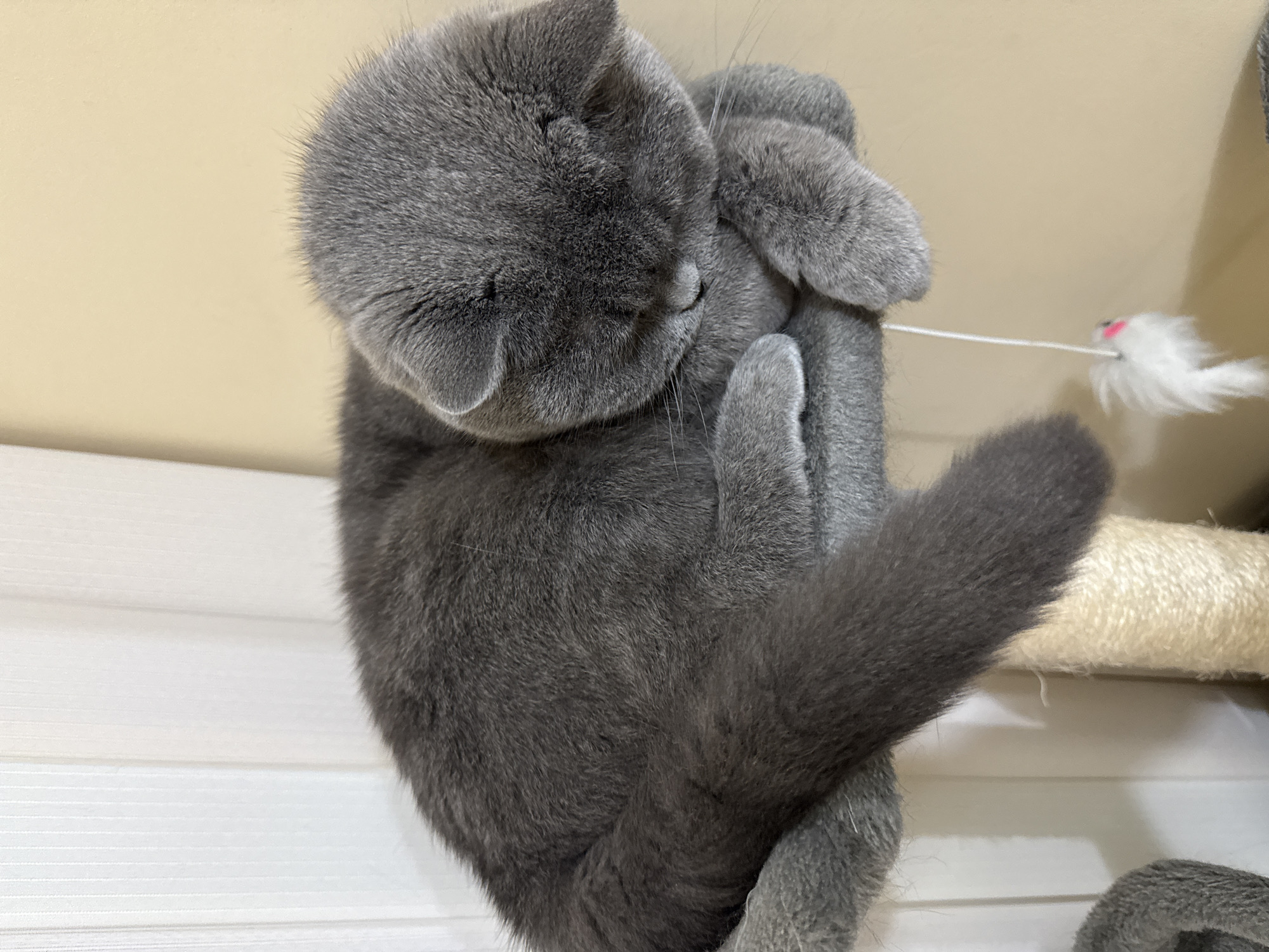 A gray Scottish Fold cat is sleeping on a cat tree. The cat is curled up with its head resting on its paws, its eyes closed. The cat tree has a gray carpeted platform and a beige sisal rope-wrapped post. A white toy mouse with a pink detail hangs from a string attached to the platform. The background consists of vertical white blinds and a beige wall. The scene is indoors and appears to be in a domestic setting. There is no indication of the location in Plovdiv, Bulgaria.
